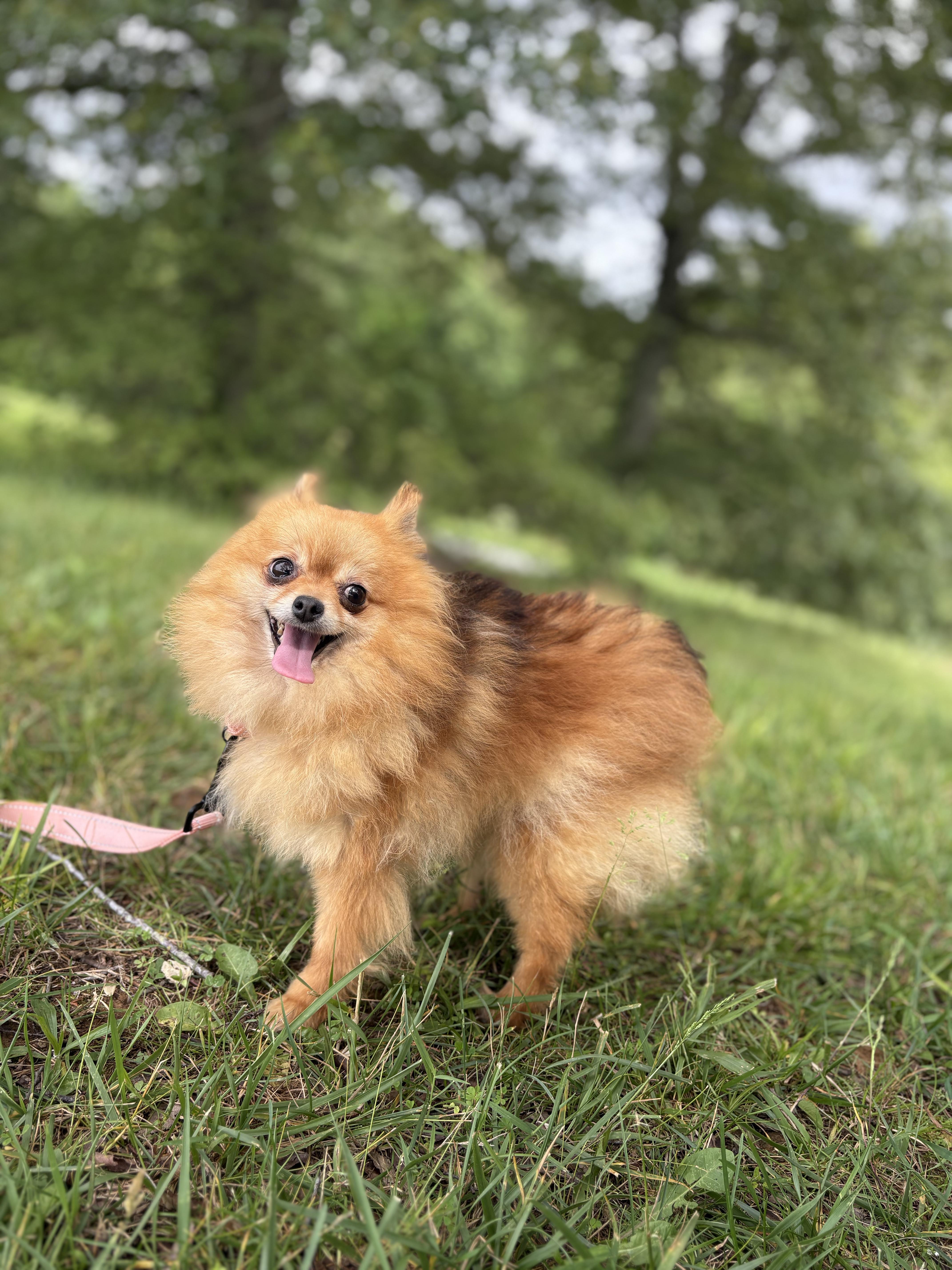 Pomela, an adopted Pomeranian in Gradyville, KY image 2/6