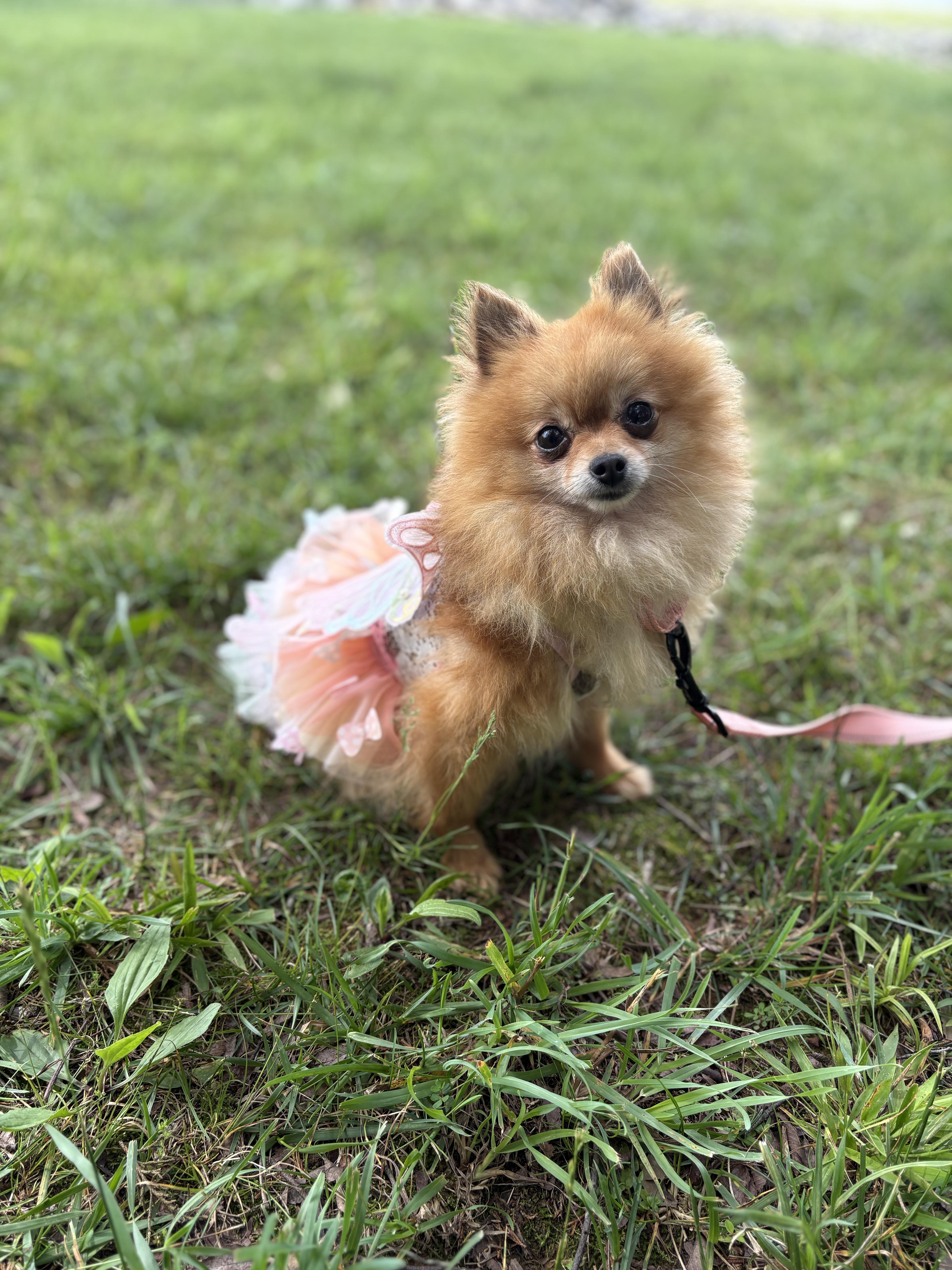 Pomela, an adopted Pomeranian in Gradyville, KY image 3/6