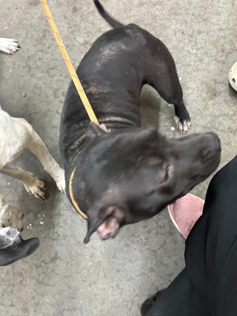 Enlarge Nibbles, a Adoptable Pit Bull Terrier in Swainsboro, GA image 3/4