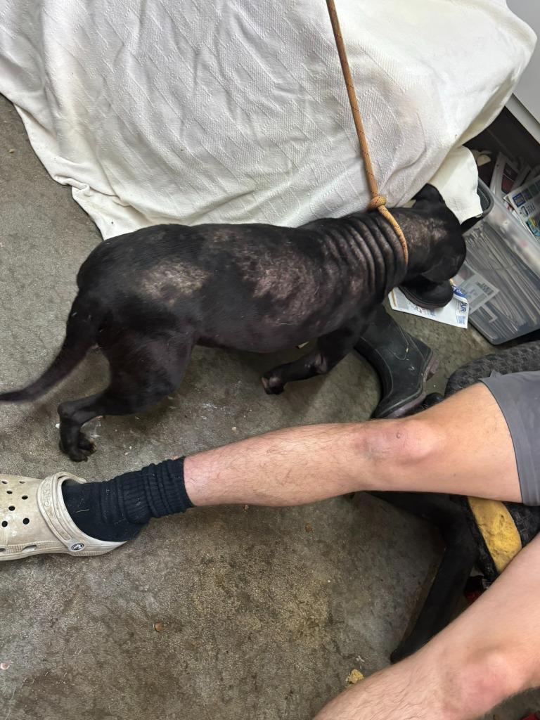 Enlarge Nibbles, a Adoptable Pit Bull Terrier in Swainsboro, GA image 4/4