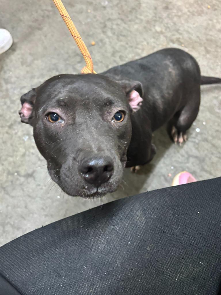 Enlarge Nibbles, a Adoptable Pit Bull Terrier in Swainsboro, GA image 2/4