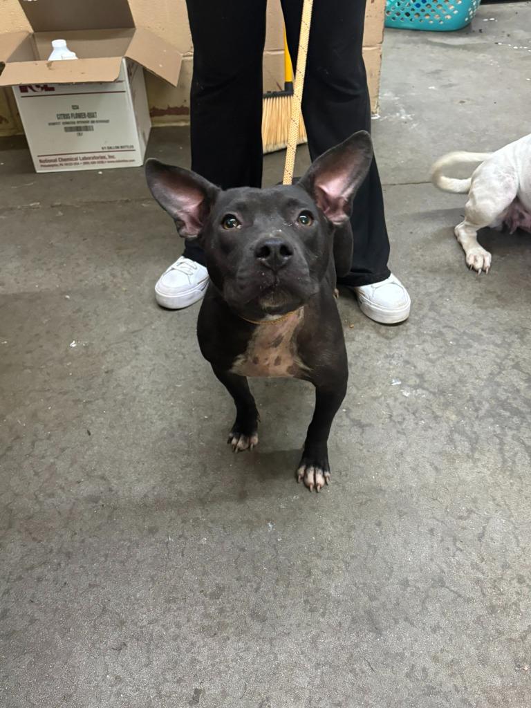 Enlarge Nibbles, a Adoptable Pit Bull Terrier in Swainsboro, GA image 1/4