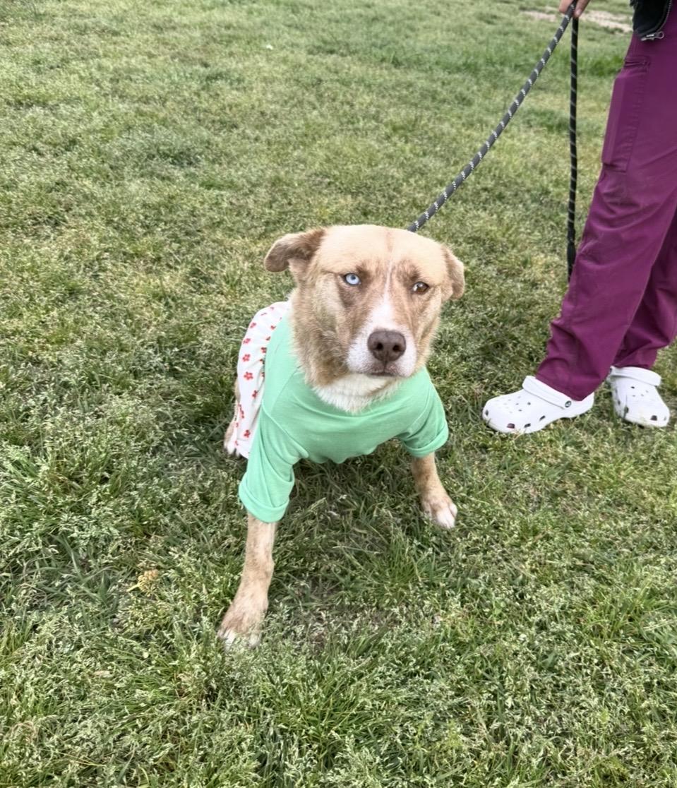 Livvy- Super sweetheart who doesn't ask for much, just to be chosen., a Adoptable Mixed Breed in Conway, SC image 4/5