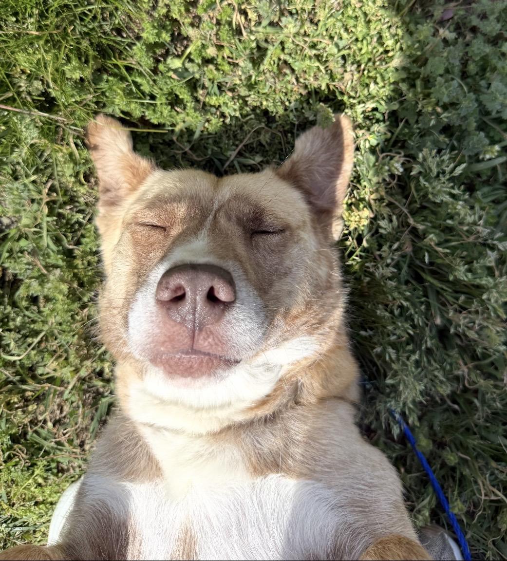 Livvy- Super sweetheart who doesn't ask for much, just to be chosen., Adoptable, Young Female Mixed Breed.