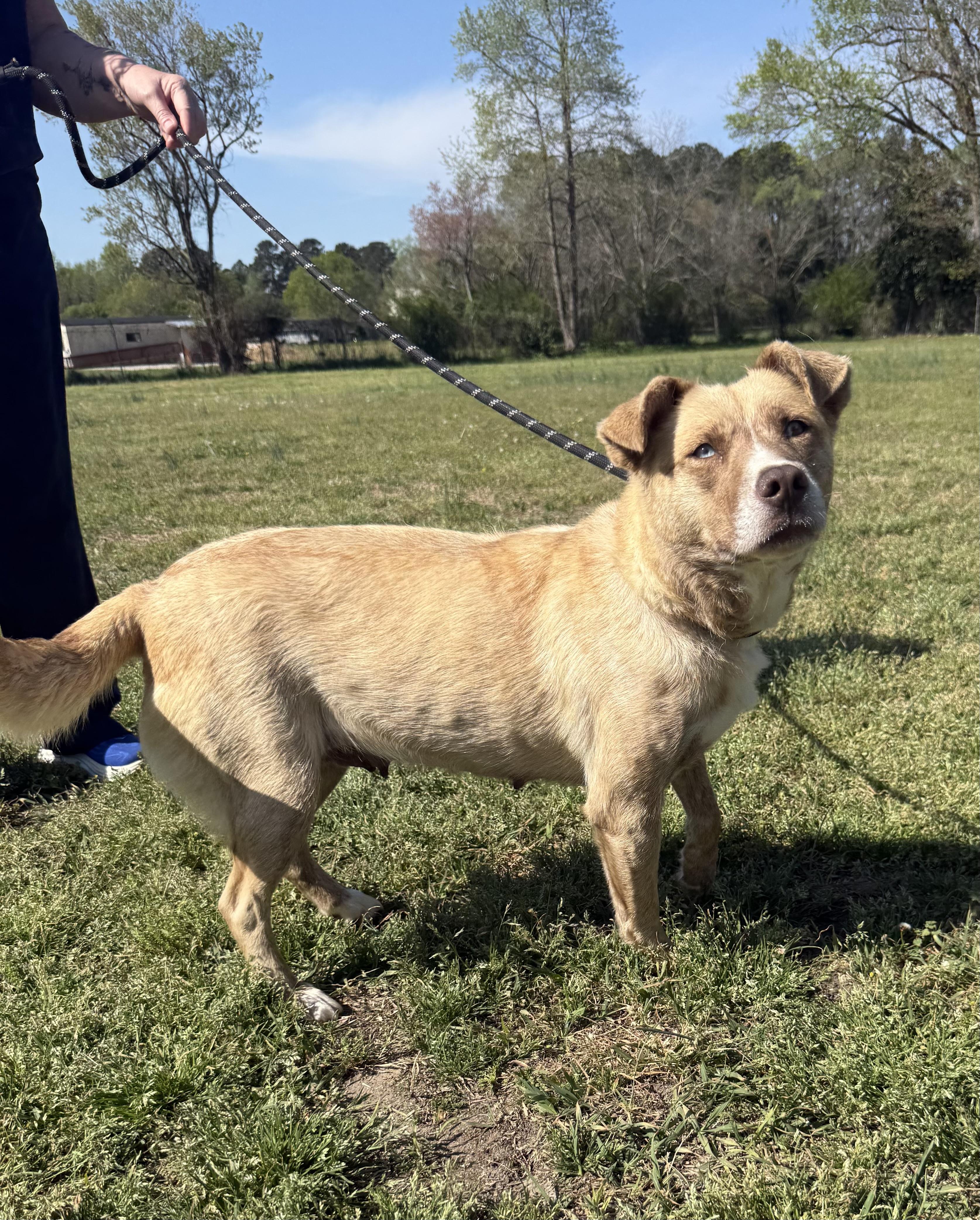 Livvy- Super sweetheart who doesn't ask for much, just to be chosen., a Adoptable Mixed Breed in Conway, SC image 5/5