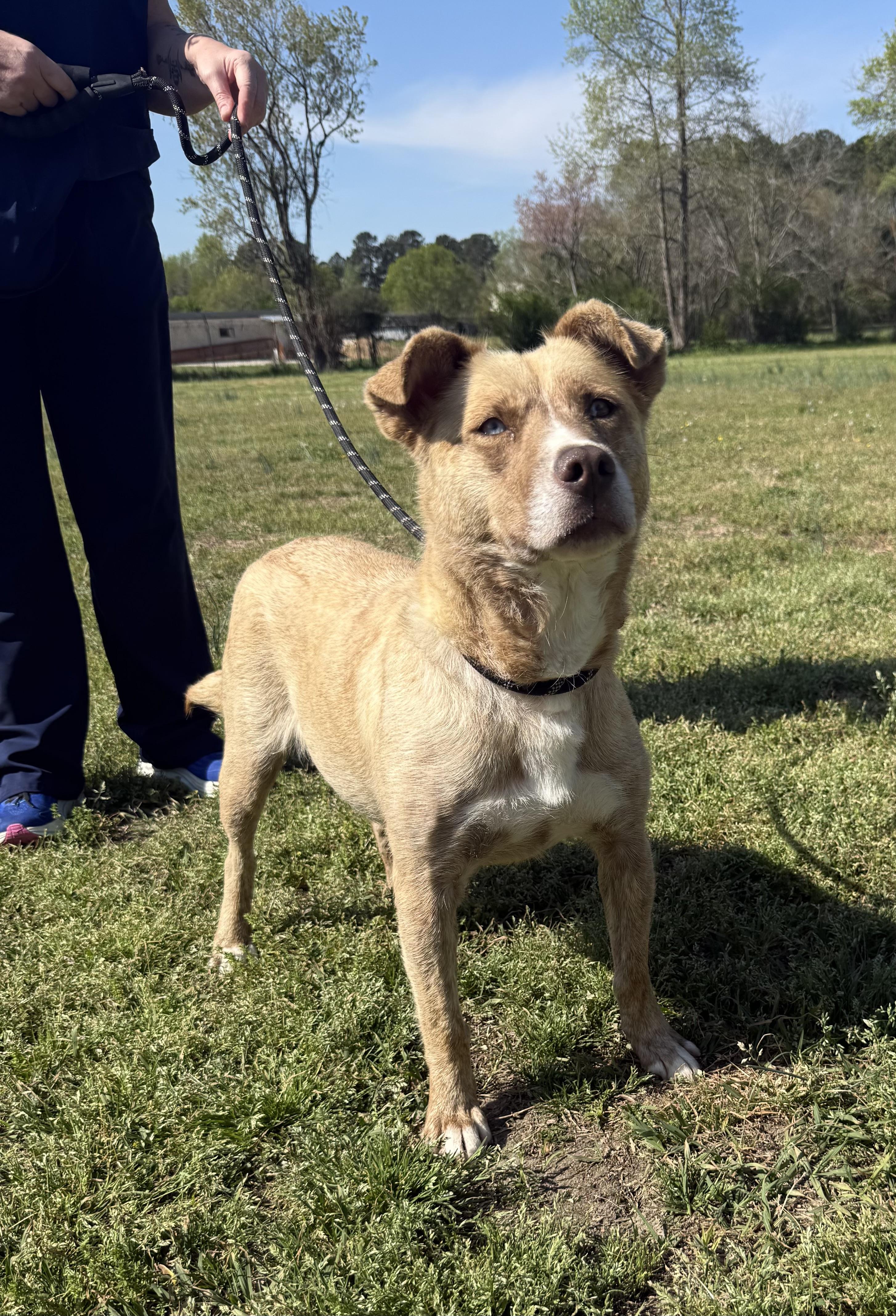 Livvy- Super sweetheart who doesn't ask for much, just to be chosen., a Adoptable Mixed Breed in Conway, SC image 3/5