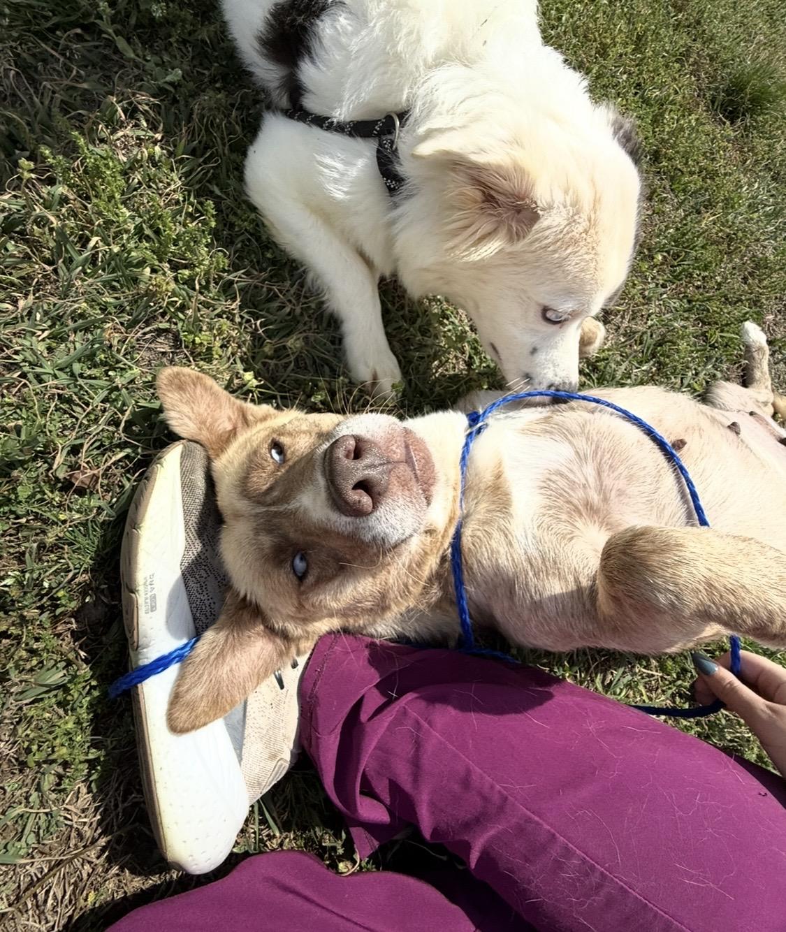 Livvy- Super sweetheart who doesn't ask for much, just to be chosen., a Adoptable Mixed Breed in Conway, SC image 2/5