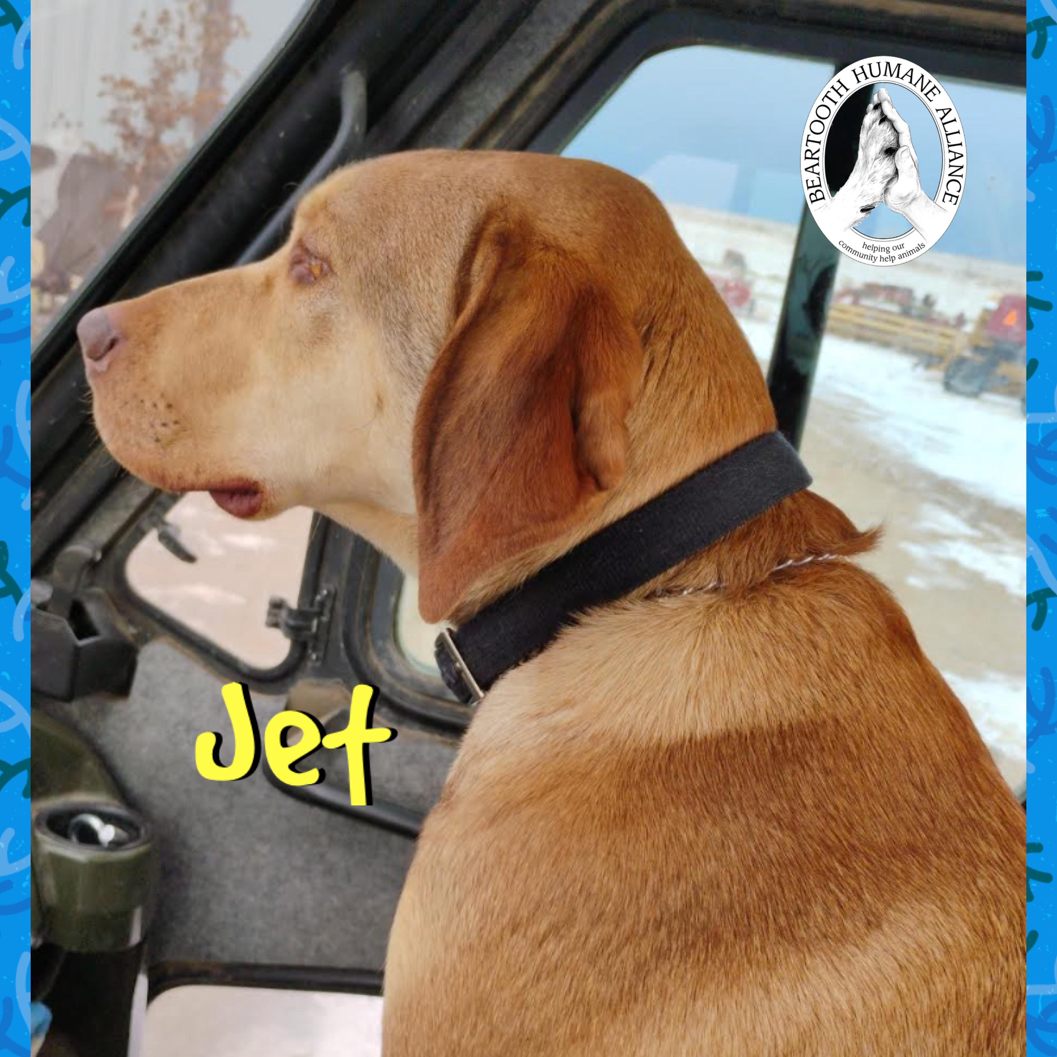 Jet, a ADOPTABLE mixed breed in Red Lodge, MT image 2/3