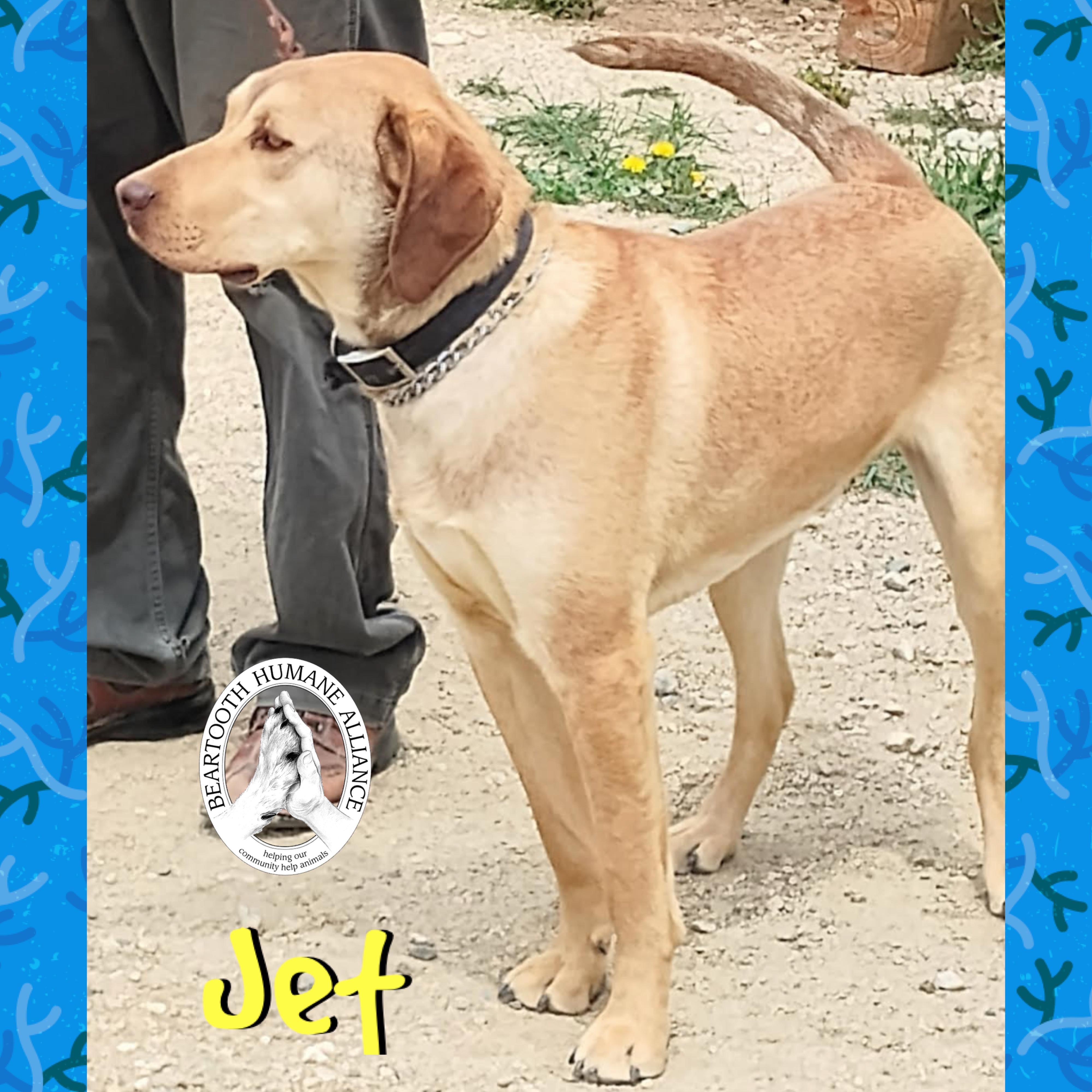 Jet, a ADOPTABLE mixed breed in Red Lodge, MT image 3/3