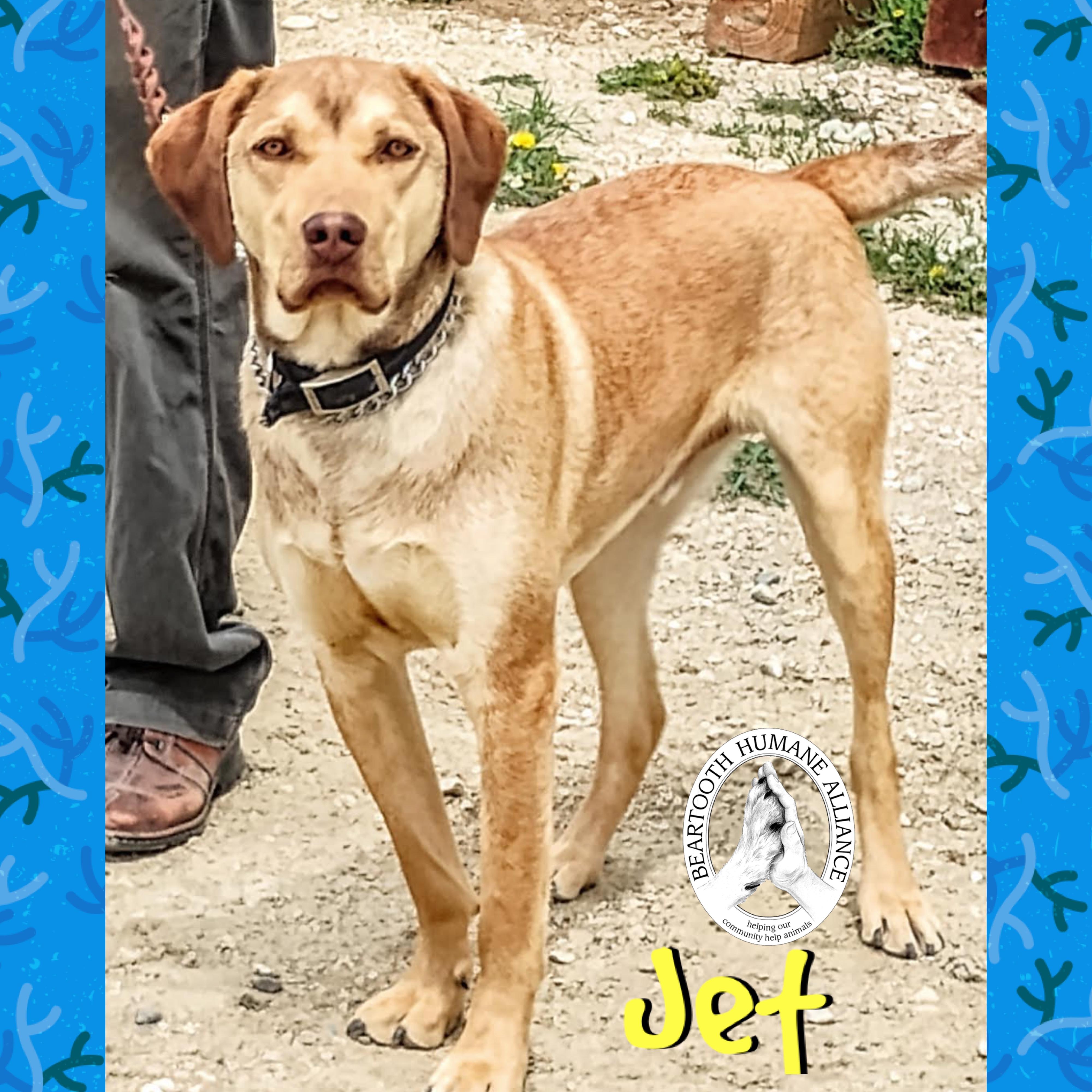 Jet, ADOPTABLE, Adult Male Vizsla & Chesapeake Bay Retriever.