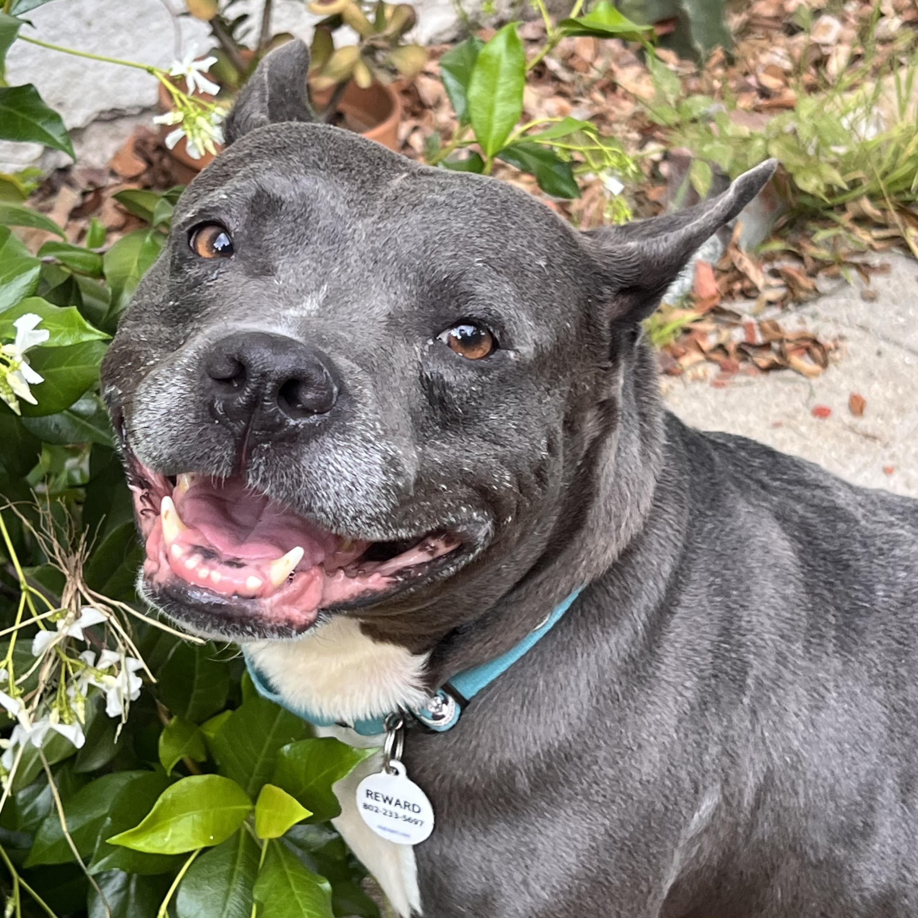 Enlarge Marvelous, a ADOPTABLE Pit Bull Terrier in Los Angeles, CA image 1/3