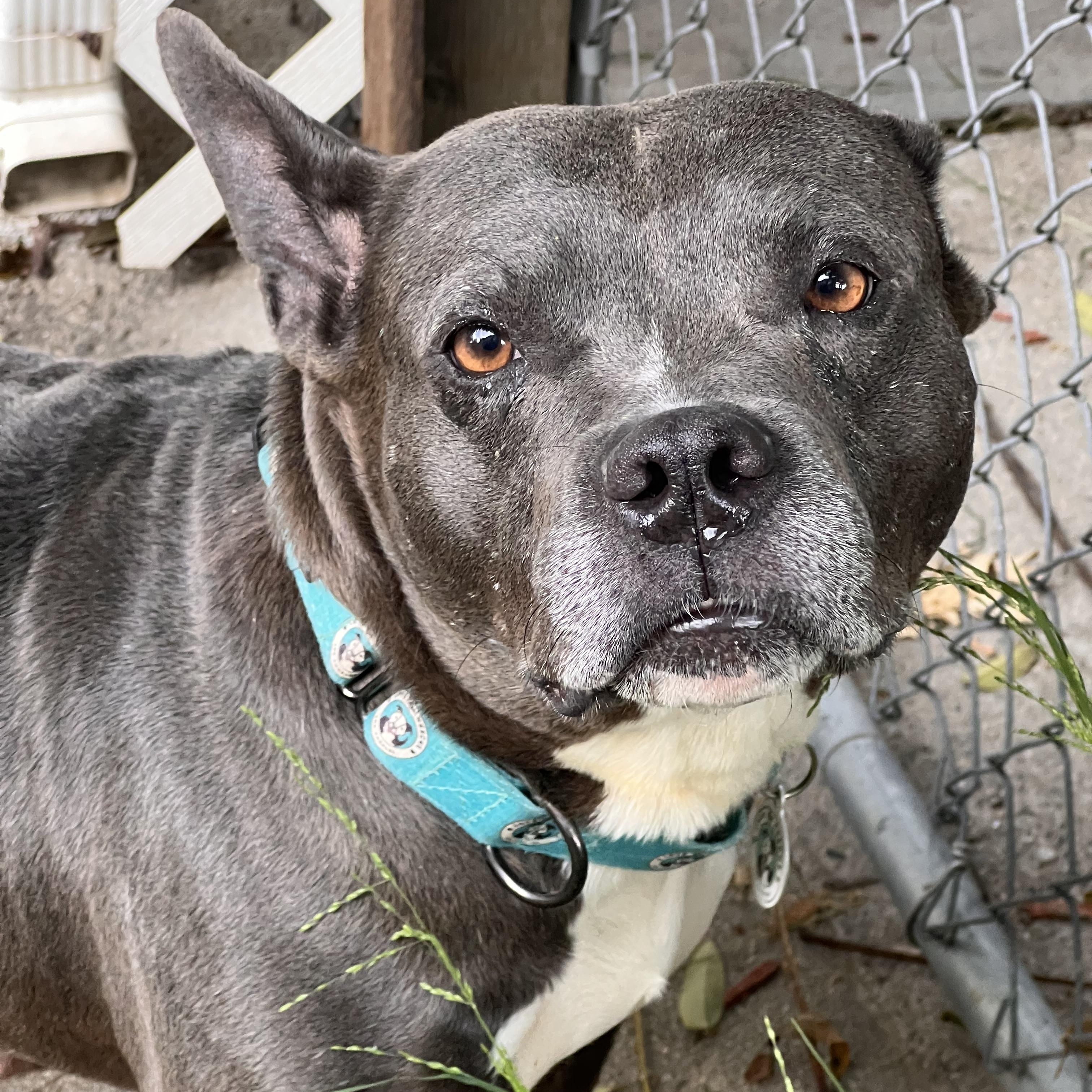 Enlarge Marvelous, a ADOPTABLE Pit Bull Terrier in Los Angeles, CA image 3/3
