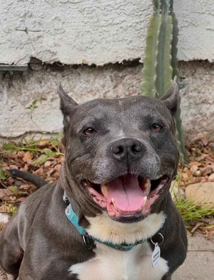 Enlarge Marvelous, a ADOPTABLE Pit Bull Terrier in Los Angeles, CA image 2/3