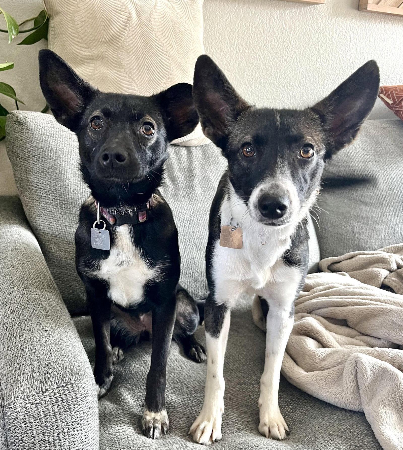 Enlarge Anna, a Adopted Terrier in Evergreen, CO image 1/3