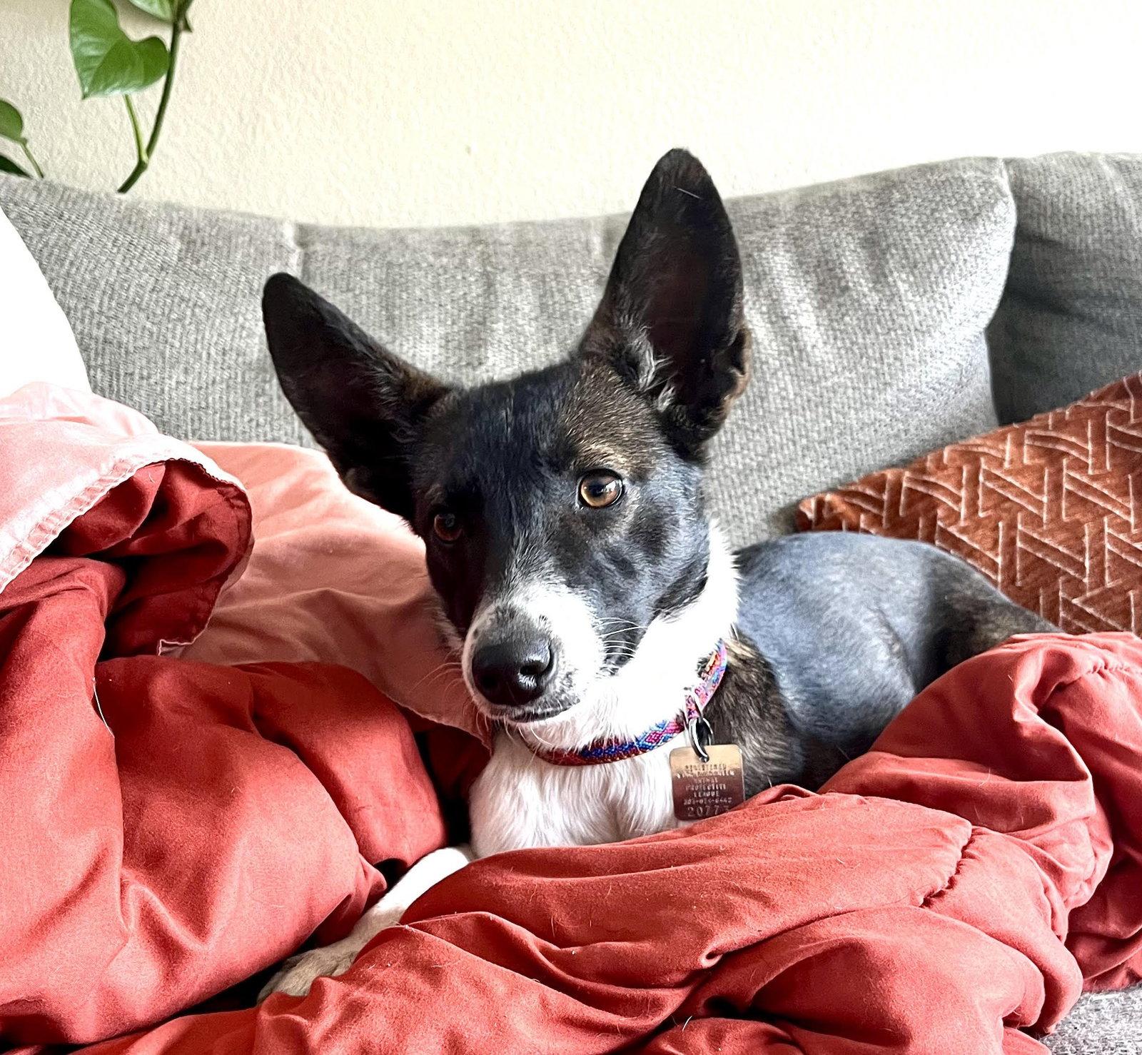 Enlarge Anna, a Adopted Terrier in Evergreen, CO image 2/3