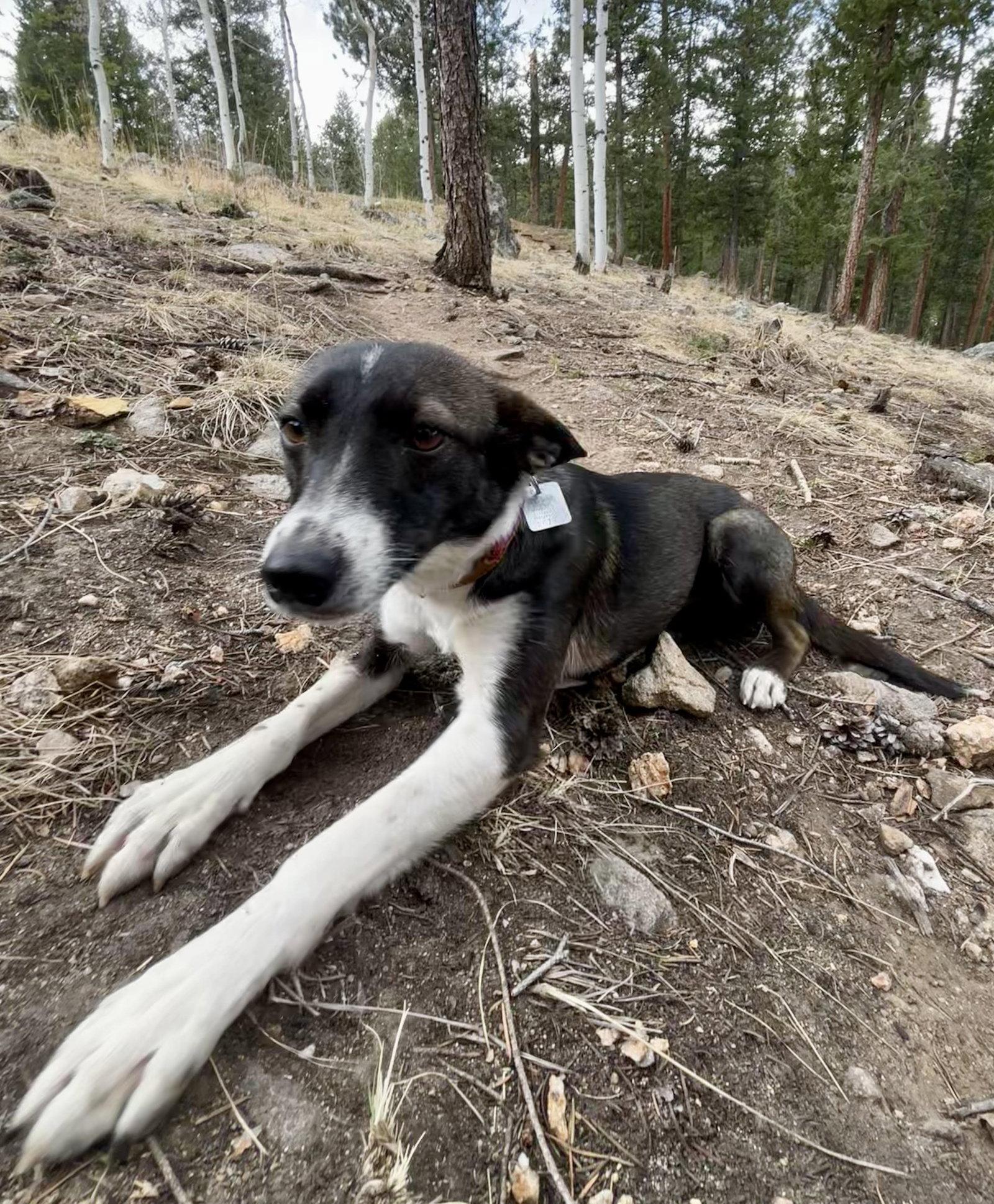 Enlarge Anna, a Adopted Terrier in Evergreen, CO image 3/3
