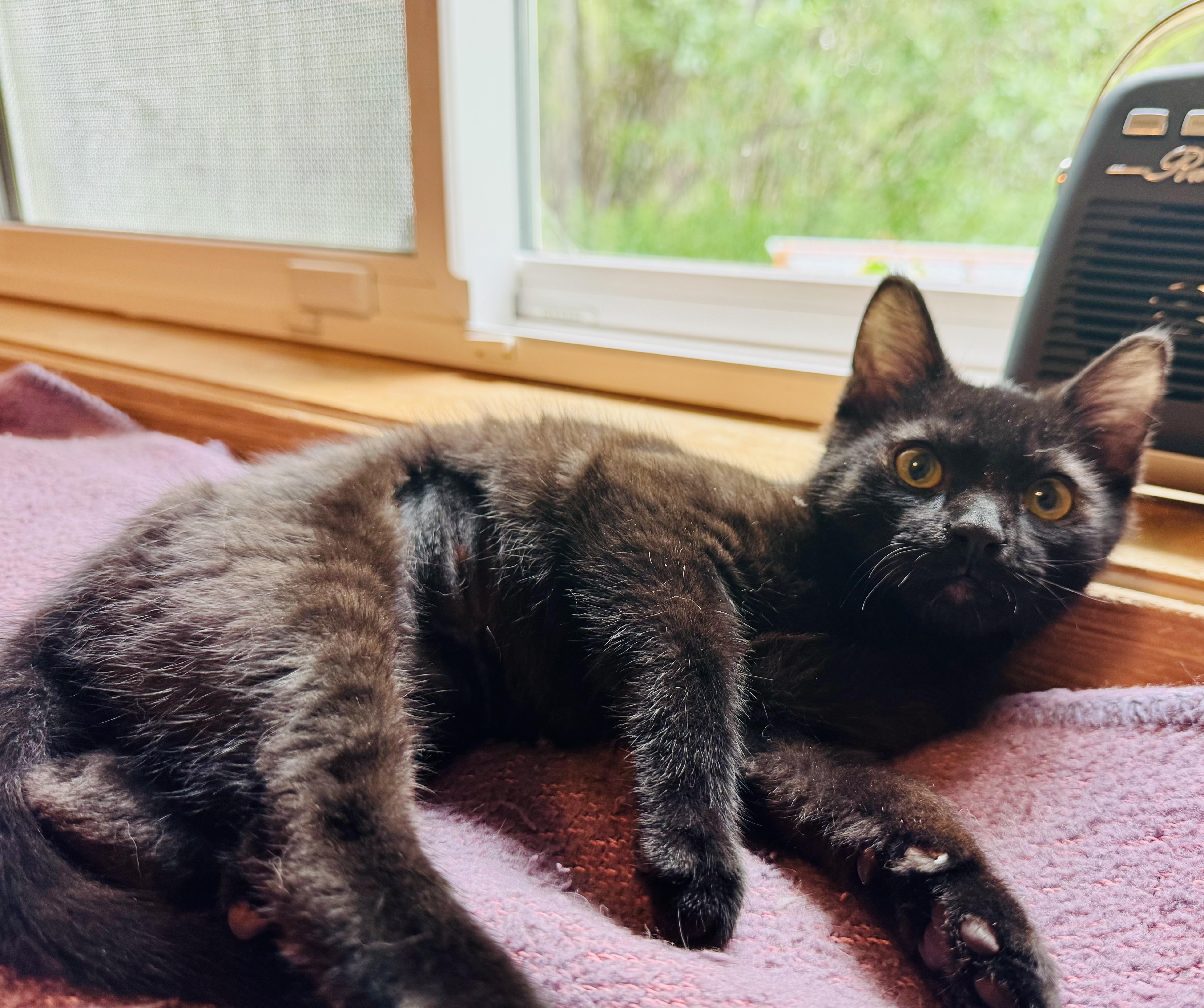 Miss Nyx, Adoptable, Kitten Female Domestic Short Hair.