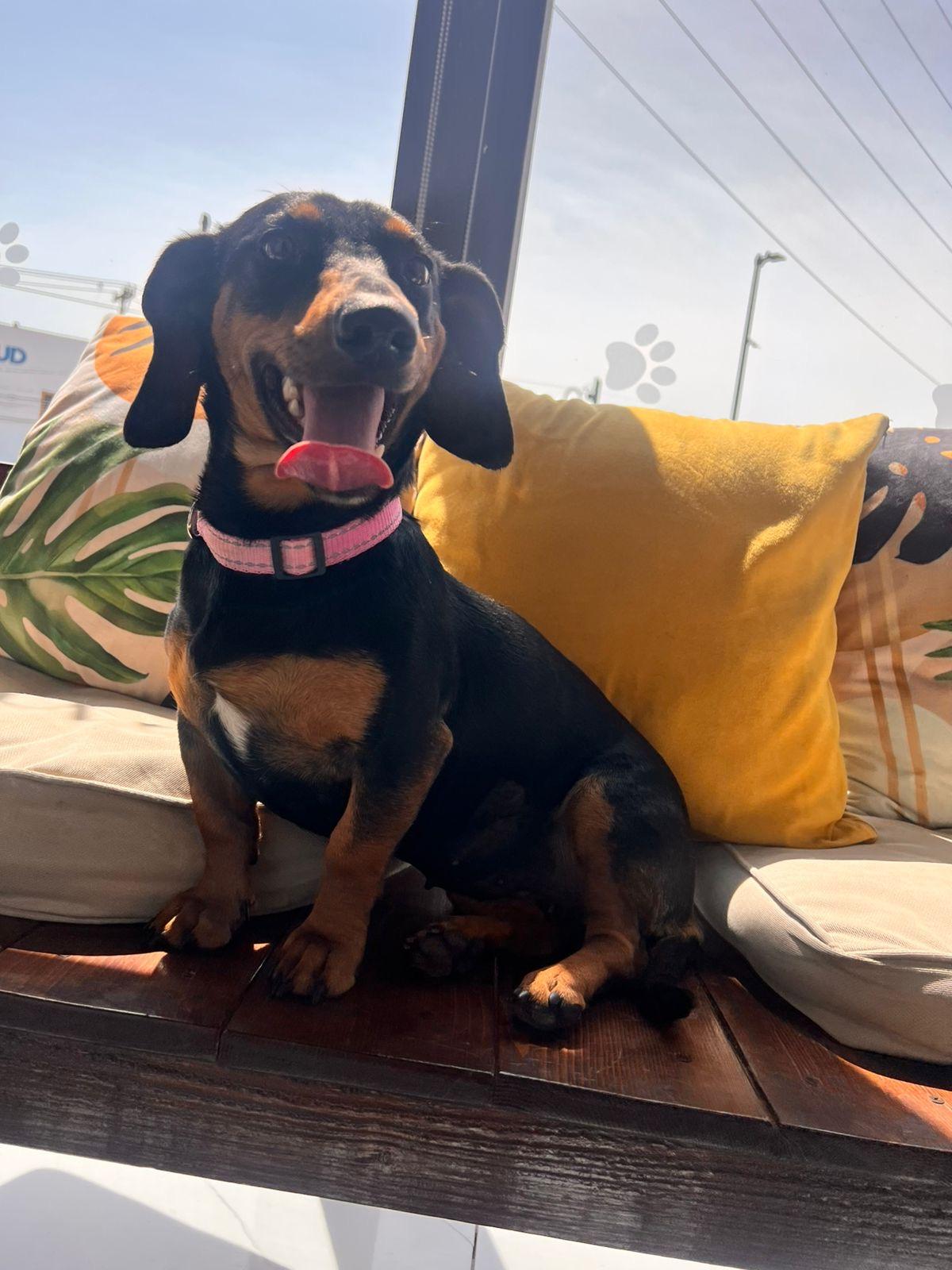 Enlarge Sasha , an adopted Dachshund in Poway, CA image 3/5