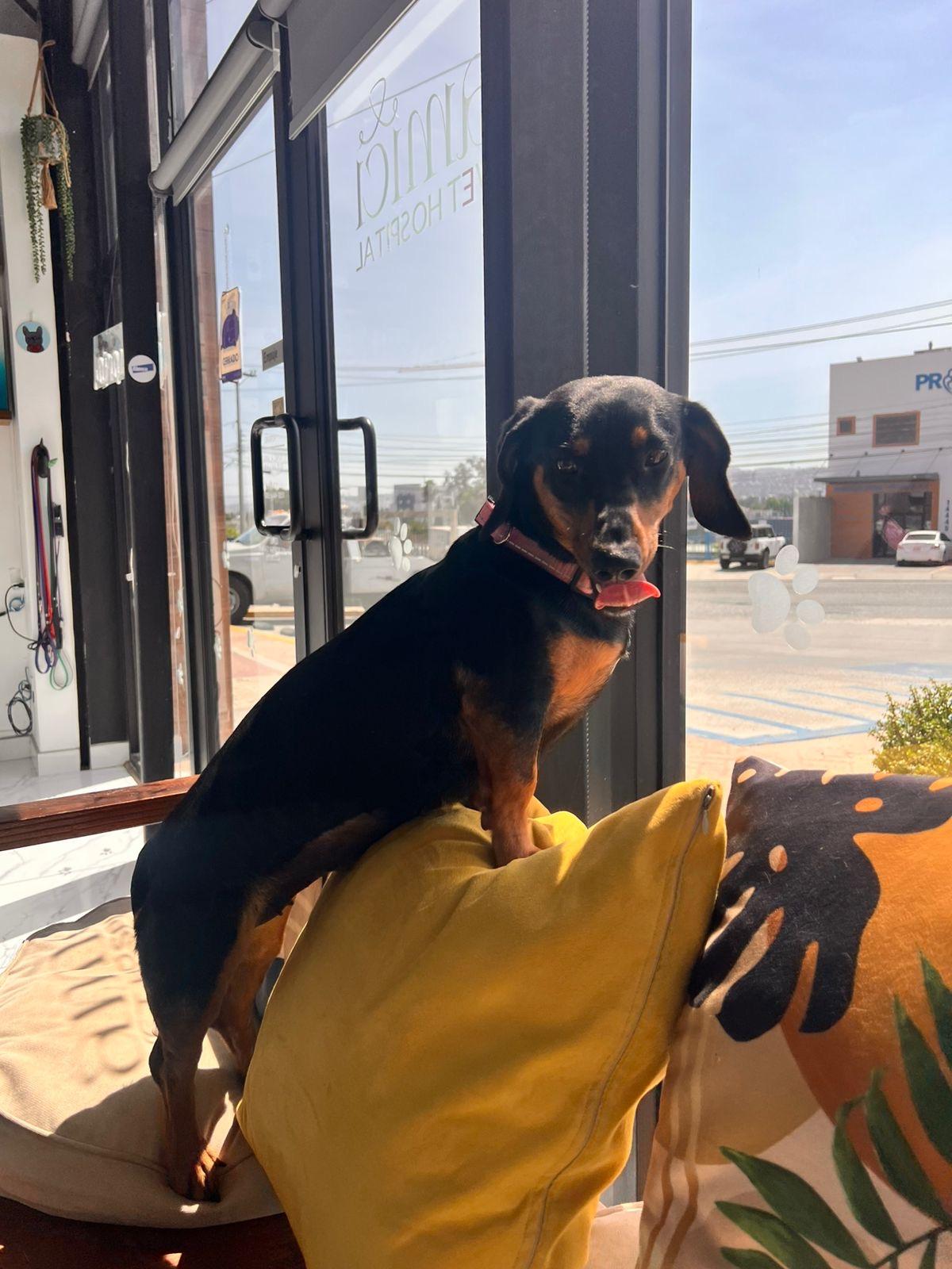 Enlarge Sasha , an adopted Dachshund in Poway, CA image 4/5