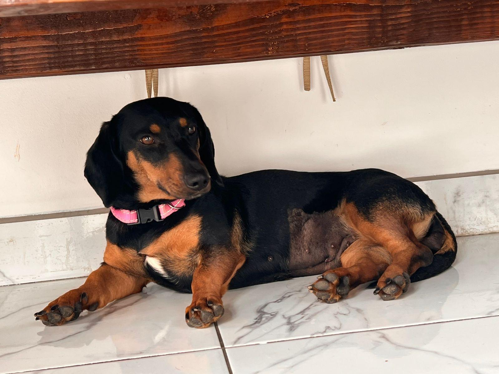 Enlarge Sasha , an adopted Dachshund in Poway, CA image 1/5