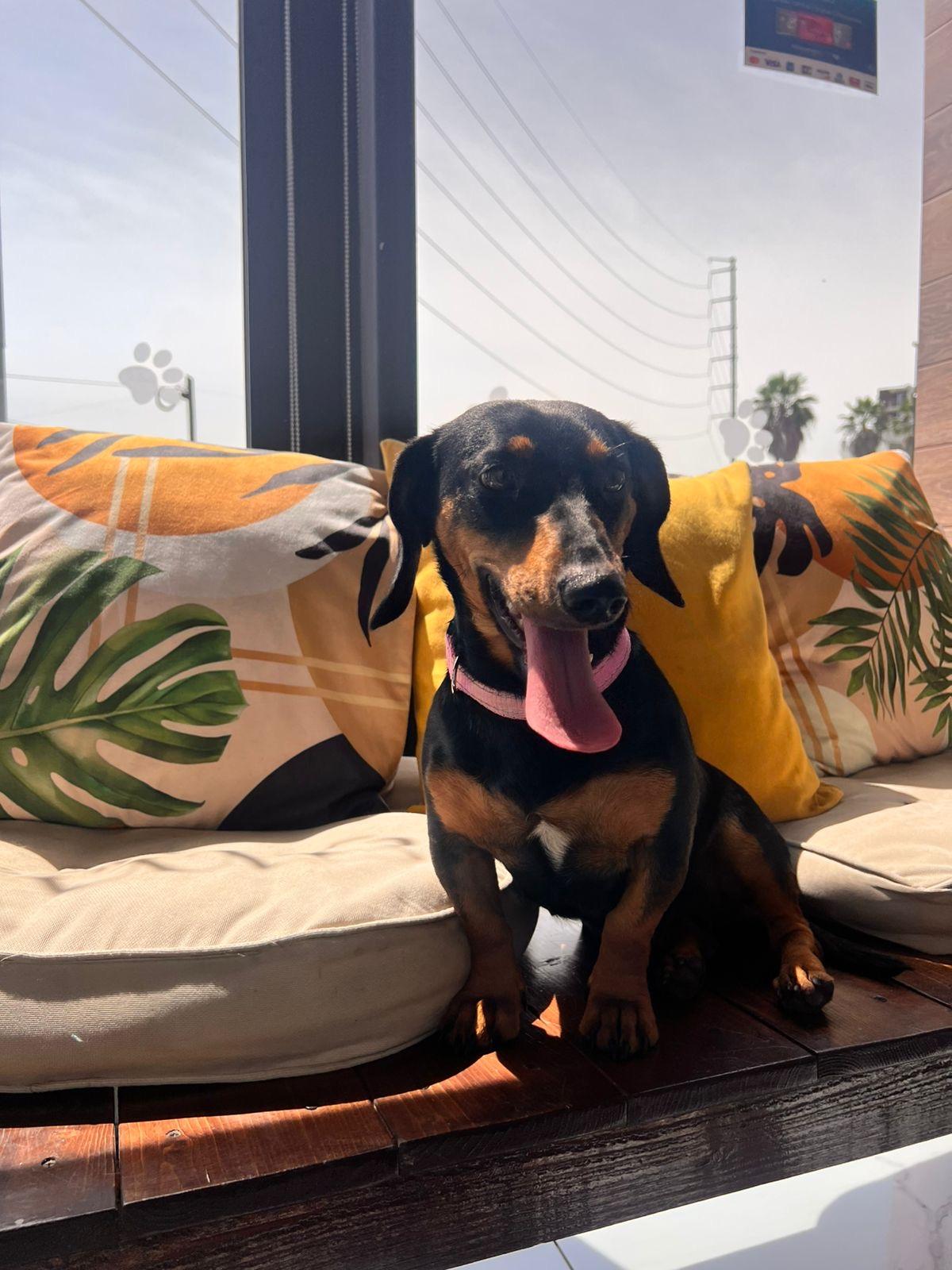 Enlarge Sasha , an adopted Dachshund in Poway, CA image 5/5