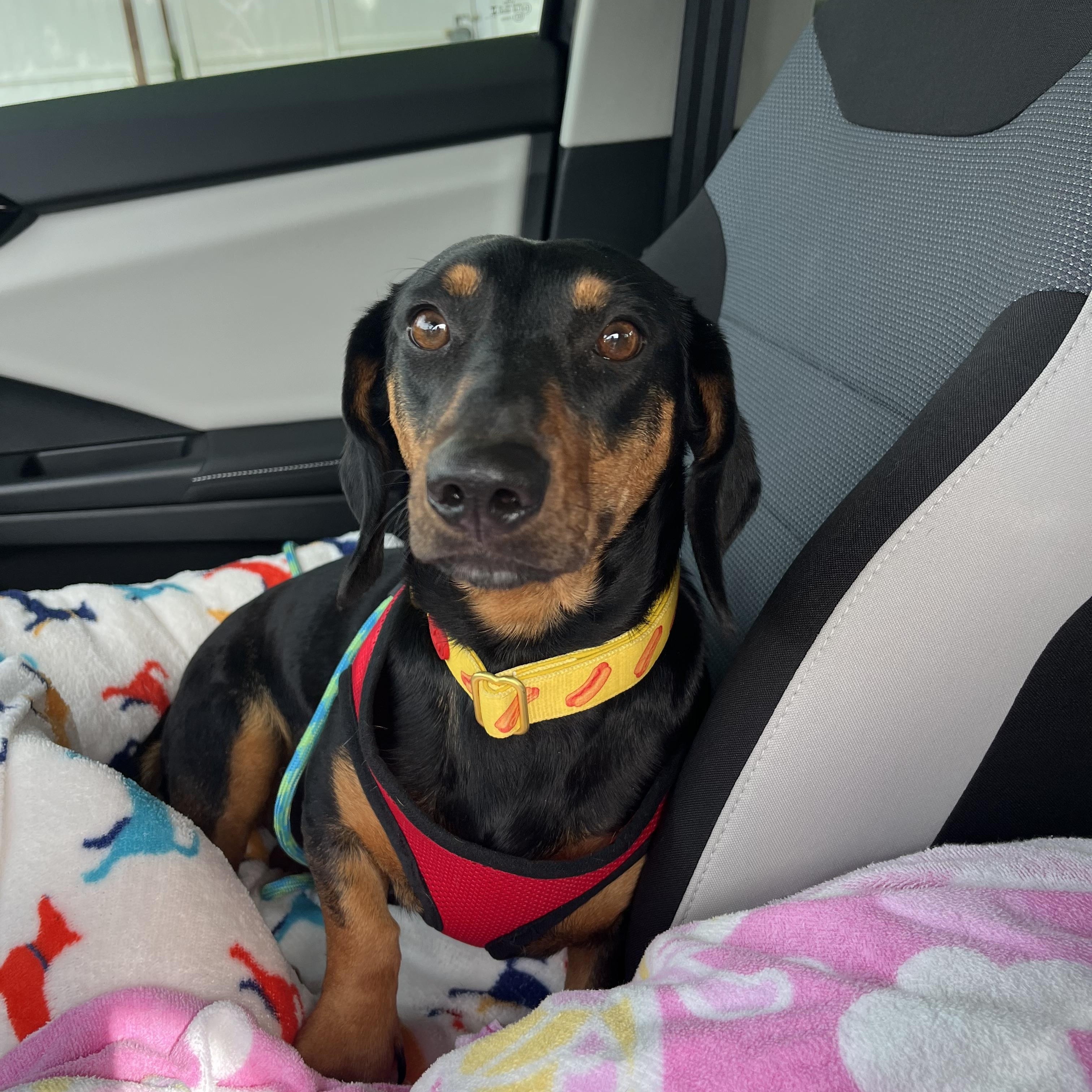 Enlarge Sasha , an adopted Dachshund in Poway, CA image 2/5