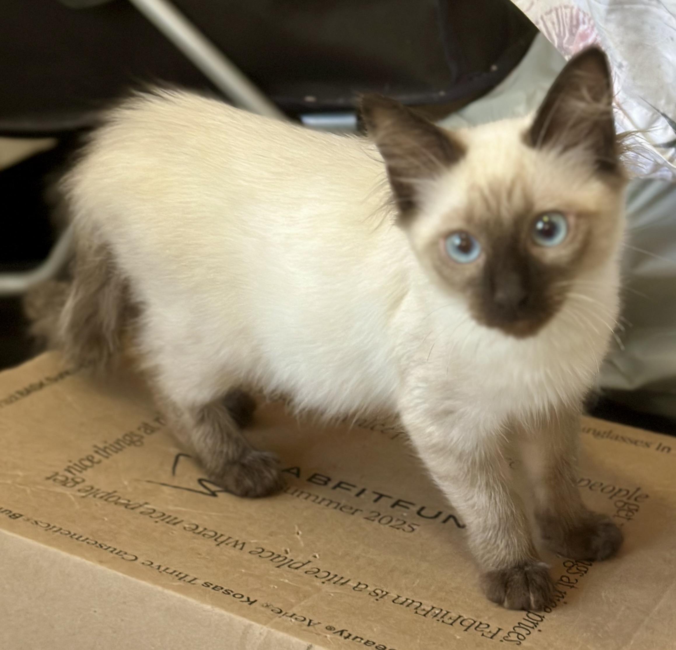Enlarge Elmo (Beaker), a Adoptable Siamese in Davis, CA image 1/2