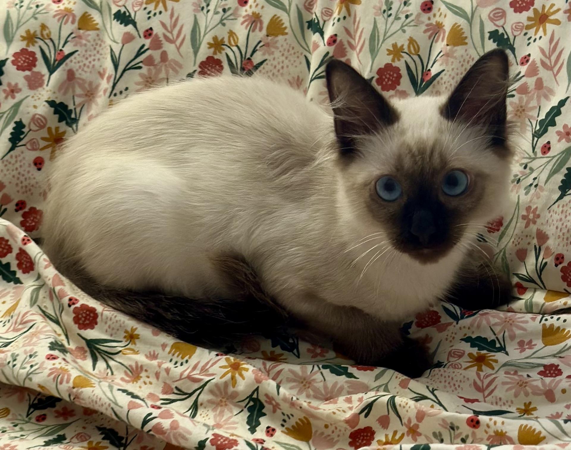 Elmo (Beaker), Adoptable, Kitten Male Siamese.