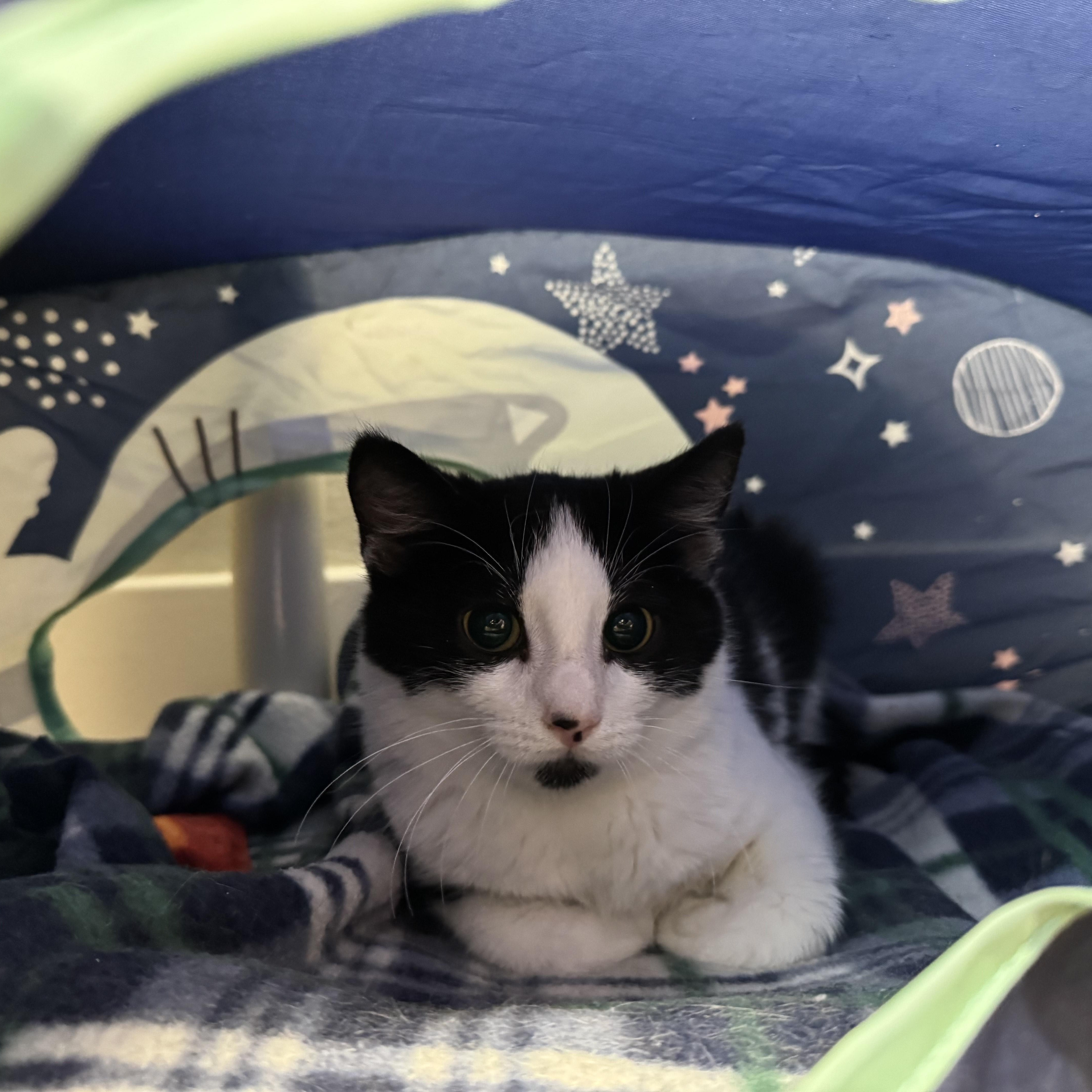 Blossom, Adoptable, Young Female Domestic Short Hair.