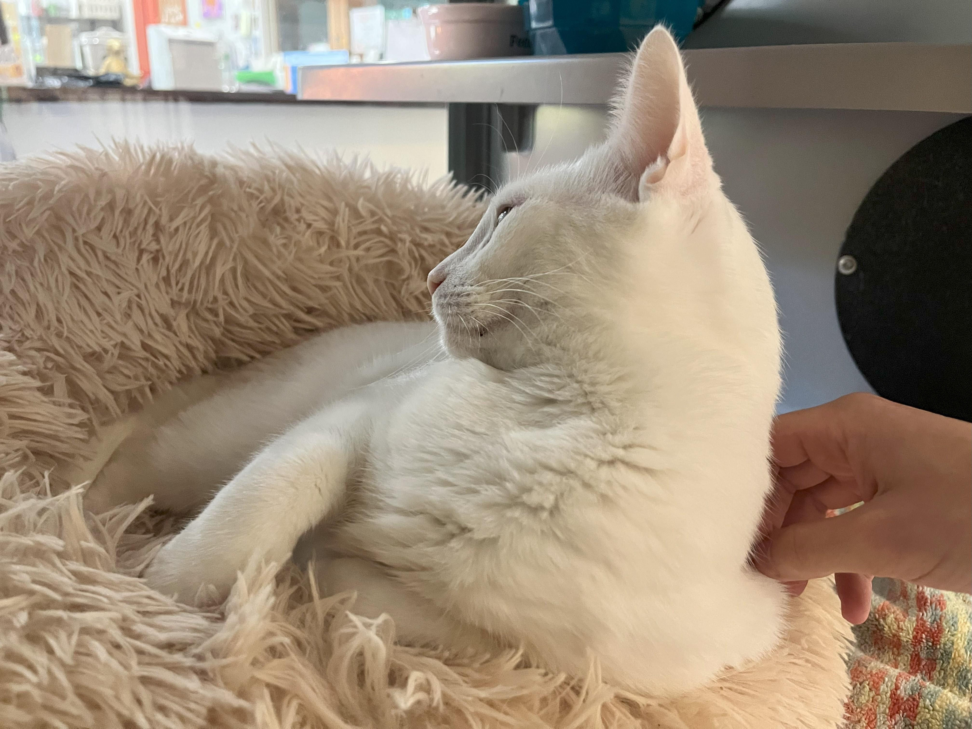 Glacier, Adoptable, Young Male Domestic Short Hair.