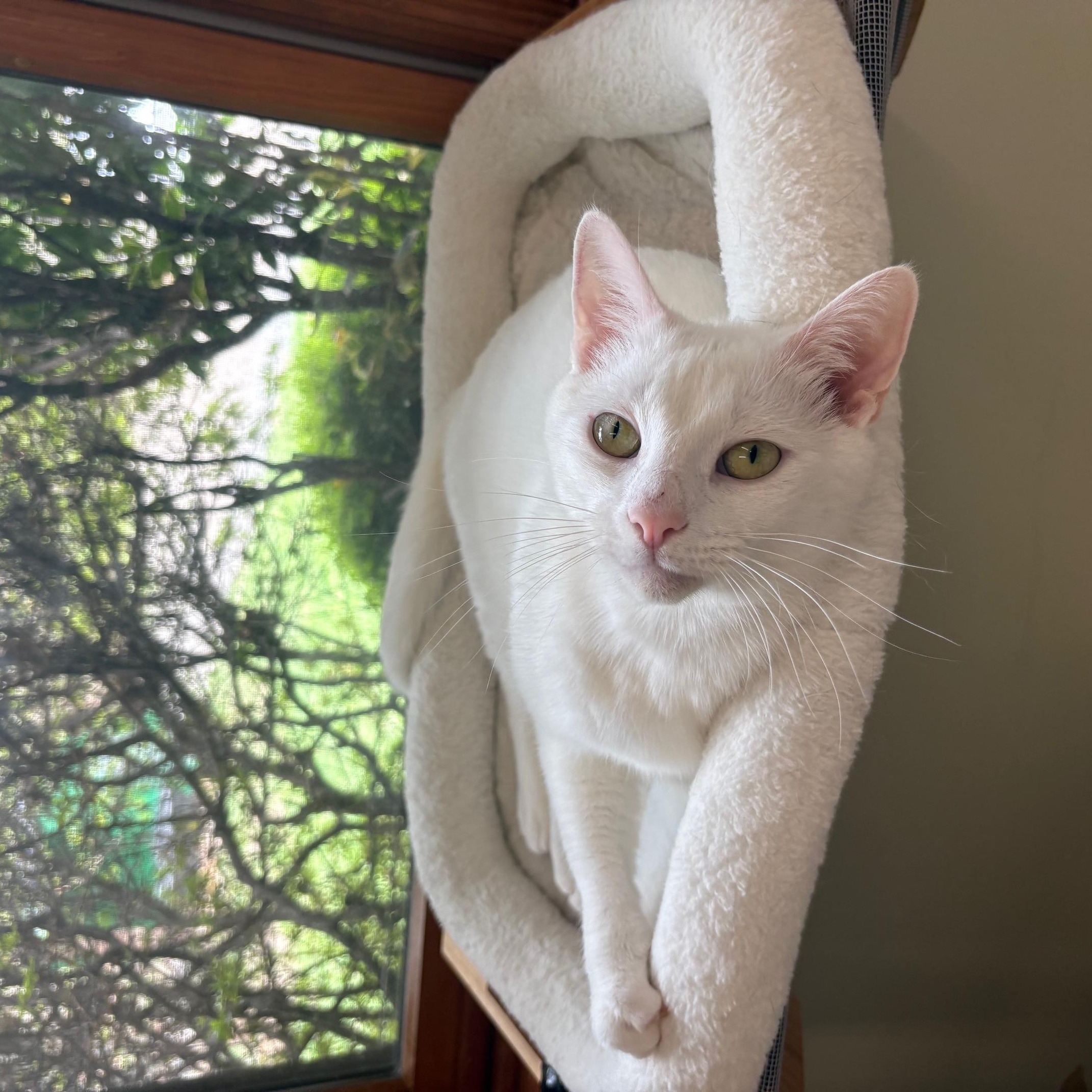 Enlarge Glacier, a Adoptable Domestic Short Hair in AQUEBOGUE, NY image 1/6