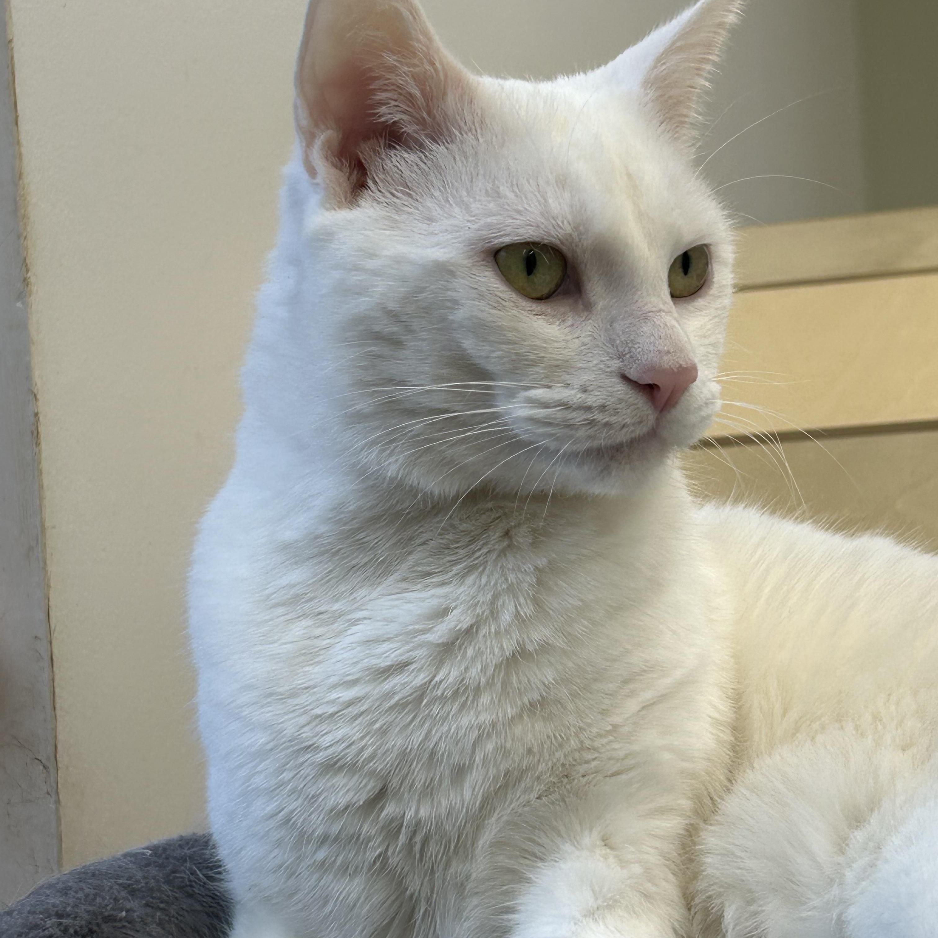 Enlarge Glacier, a Adoptable Domestic Short Hair in AQUEBOGUE, NY image 1/5
