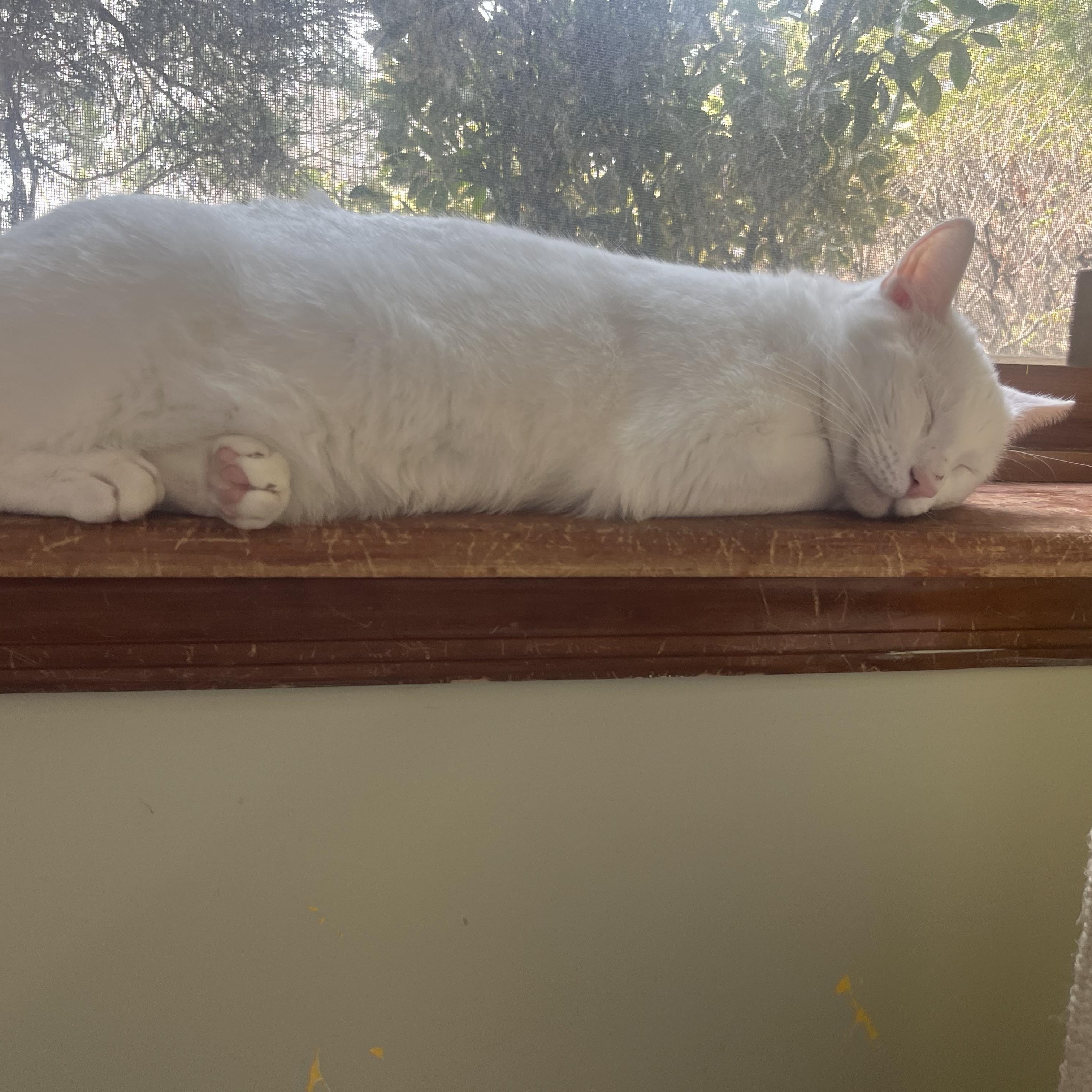 Enlarge Glacier, a Adoptable Domestic Short Hair in AQUEBOGUE, NY image 5/5