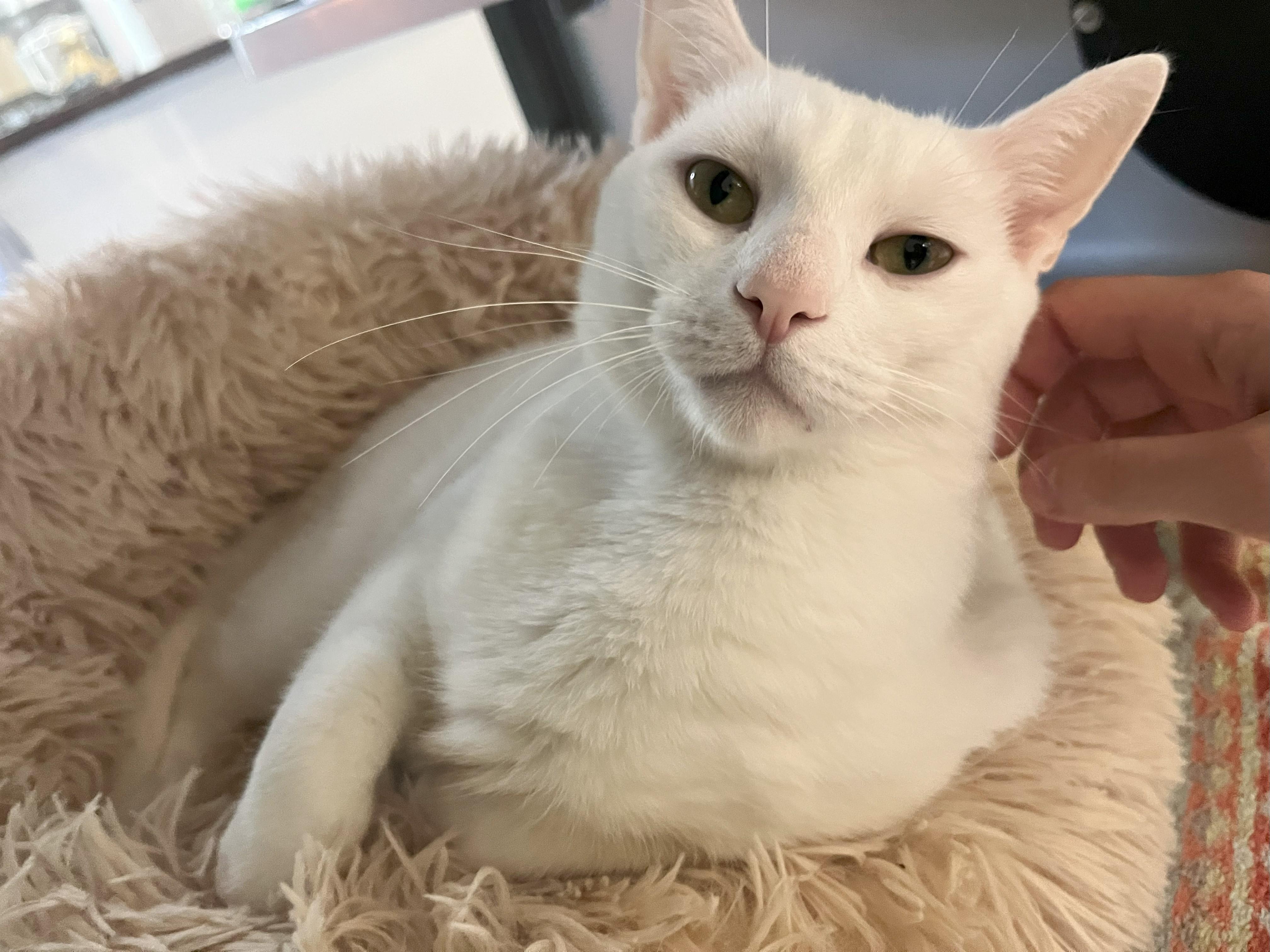 Enlarge Glacier, a Adoptable Domestic Short Hair in AQUEBOGUE, NY image 3/3