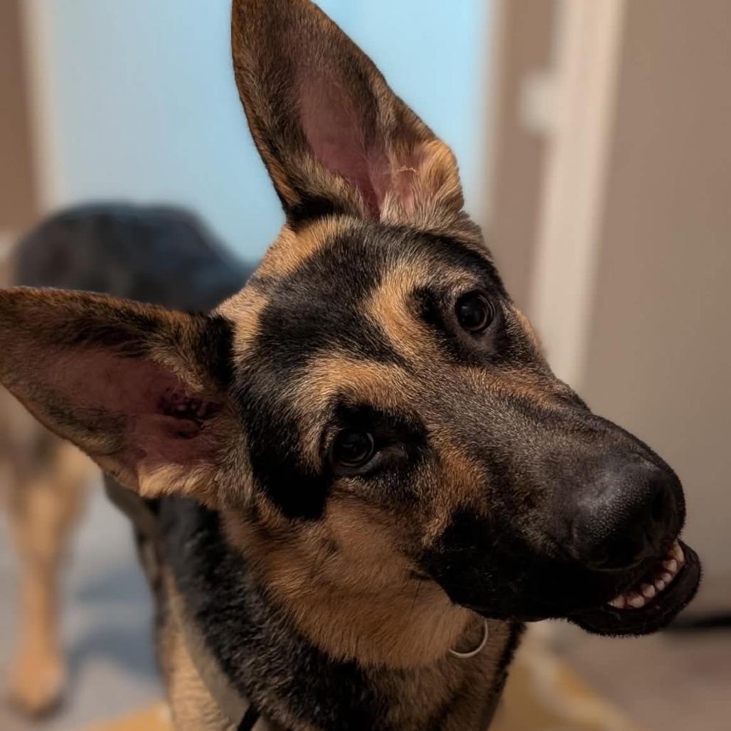 Casey, Adoptable, Young Female Mixed Breed.