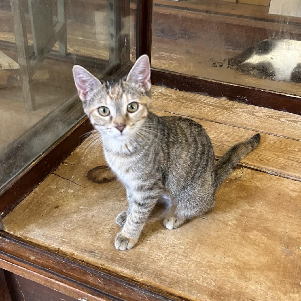 Squeak, adopted, Kitten Female Domestic Short Hair.