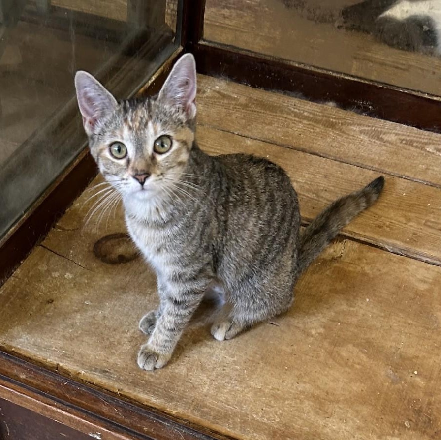 Enlarge Squeak, an adopted Domestic Short Hair in Springdale, AR image 2/3