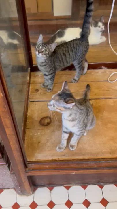 Enlarge Squeak, an adopted Domestic Short Hair in Springdale, AR video 3/3