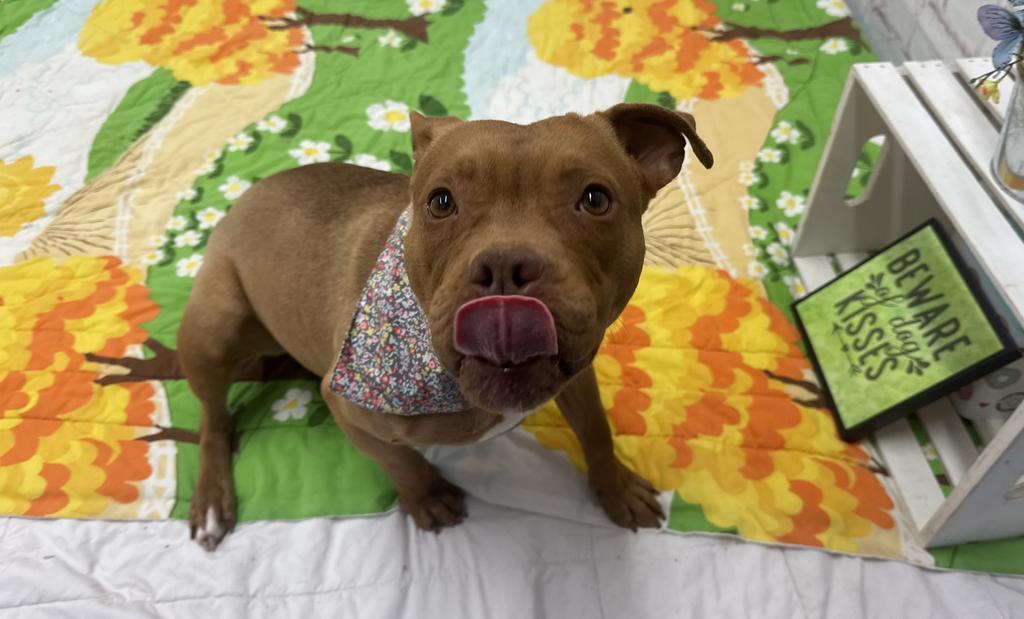 Lindsay Lou, Adoptable, Adult Female Mixed Breed.