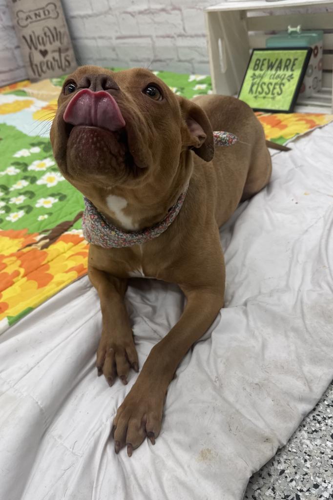 Enlarge Lindsay Lou, a Adoptable mixed breed in Detroit, MI image 3/6