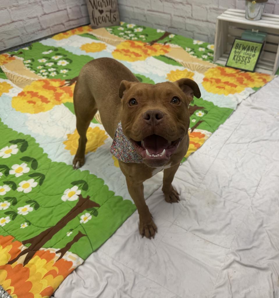 Enlarge Lindsay Lou, a Adoptable mixed breed in Detroit, MI image 4/6