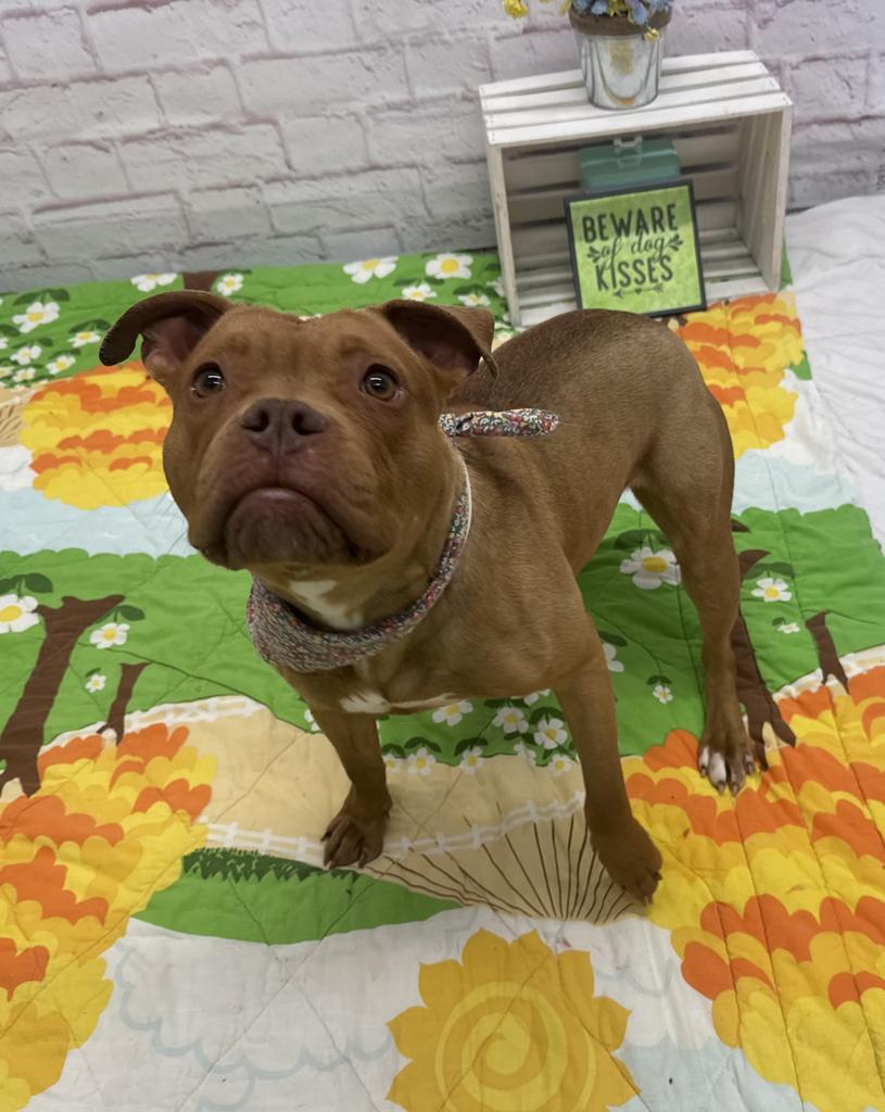 Enlarge Lindsay Lou, a Adoptable mixed breed in Detroit, MI image 5/6