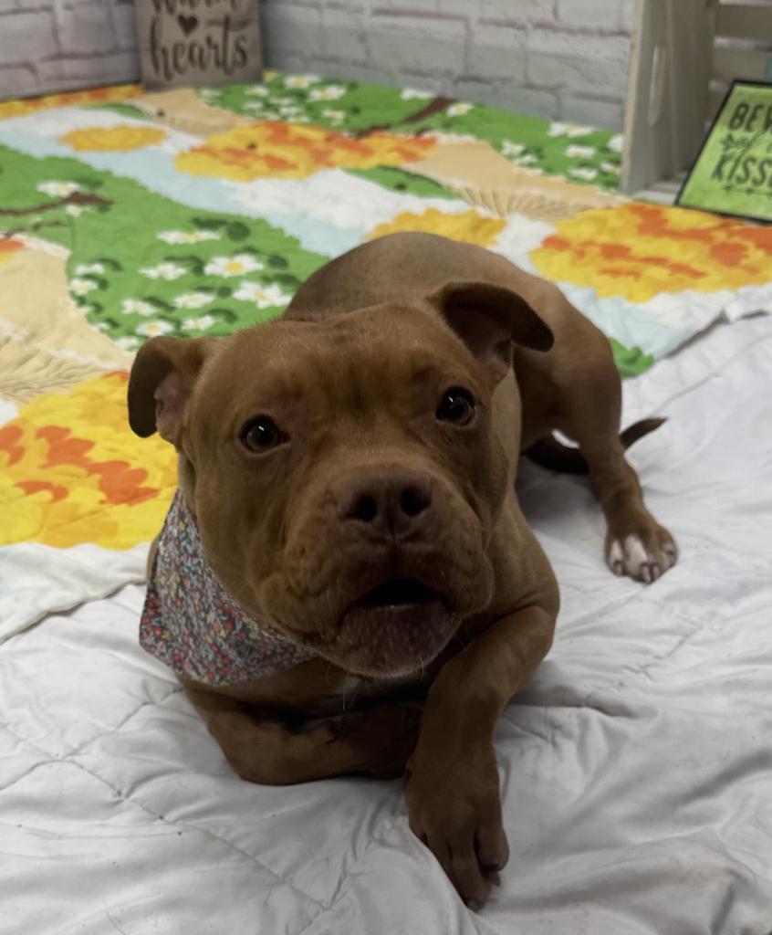 Enlarge Lindsay Lou, a Adoptable mixed breed in Detroit, MI image 6/6