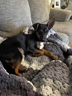 Enlarge Jellybean, a Adoptable mixed breed in Holly Springs, NC image 1/3