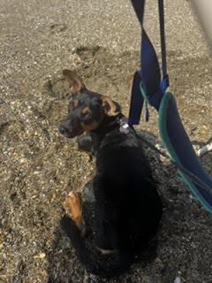 Enlarge Jellybean, a Adoptable mixed breed in Holly Springs, NC image 2/3