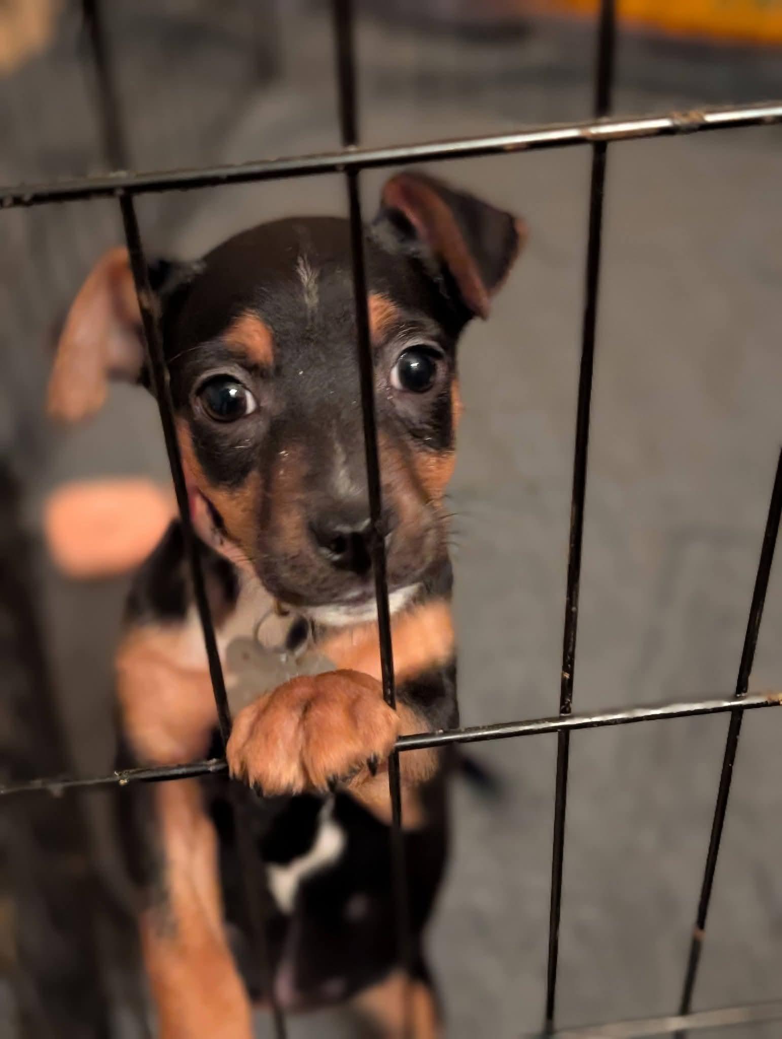 Enlarge Jellybean, a Adoptable mixed breed in Holly Springs, NC image 3/3