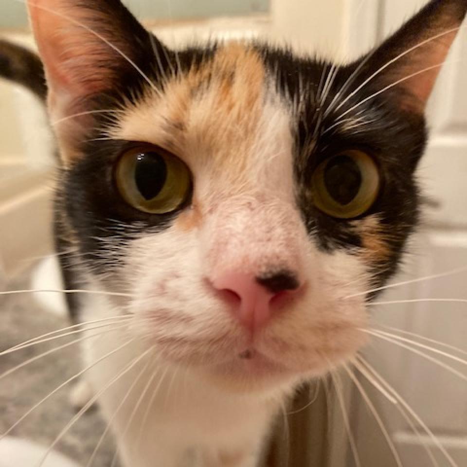 Koda 2025, a Adoptable Domestic Short Hair in Bensalem, PA image 1/5