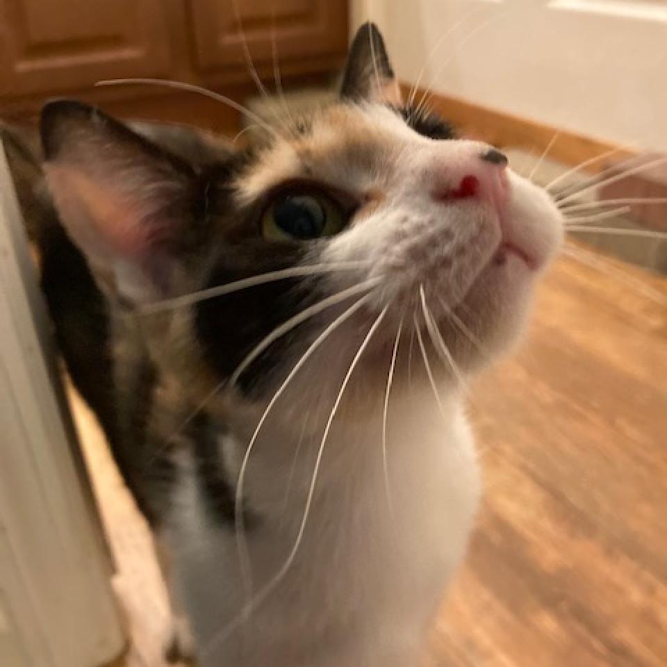 Koda 2025, a Adoptable Domestic Short Hair in Bensalem, PA image 2/5