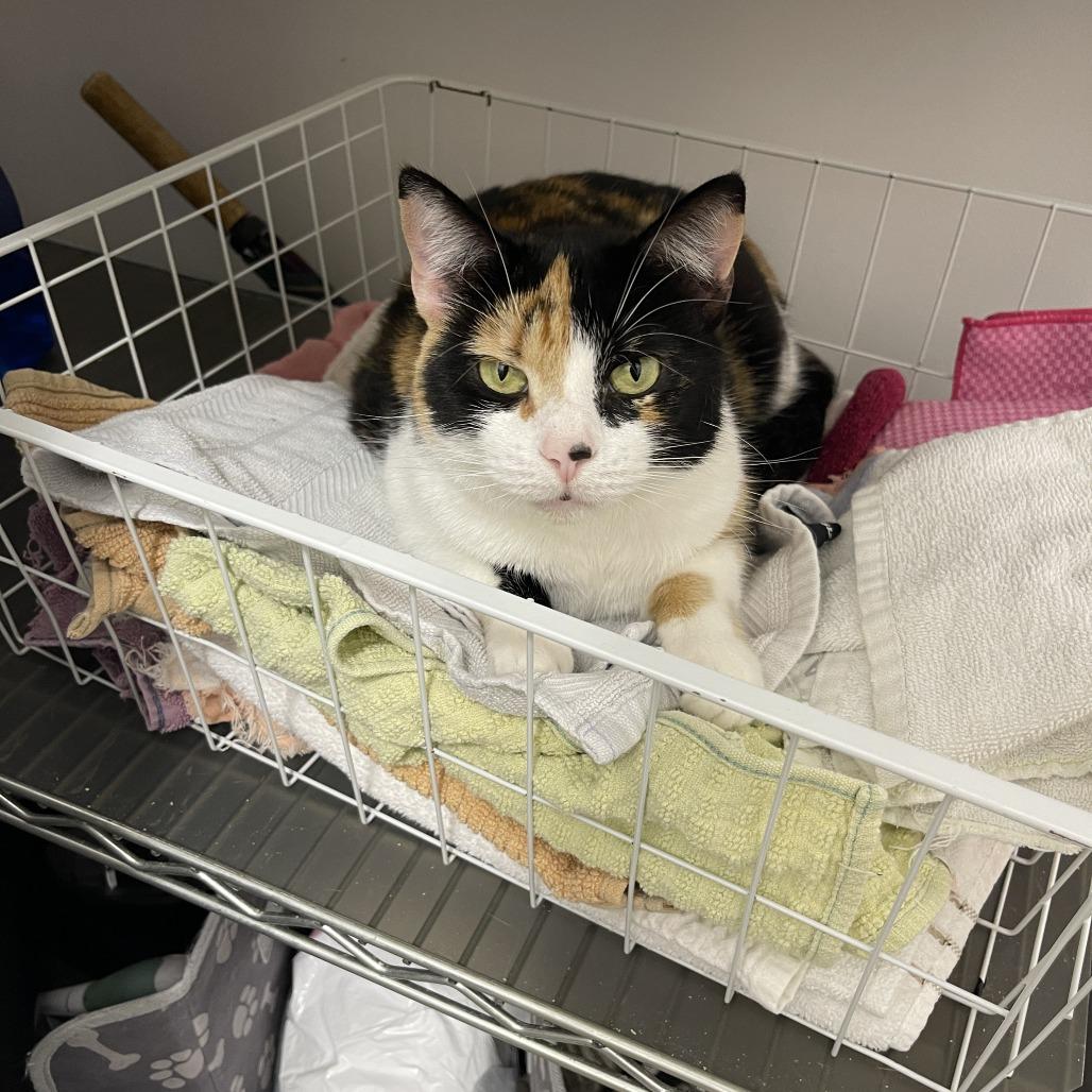 Enlarge Koda 2025, a Adoptable Domestic Short Hair in Bensalem, PA image 3/6