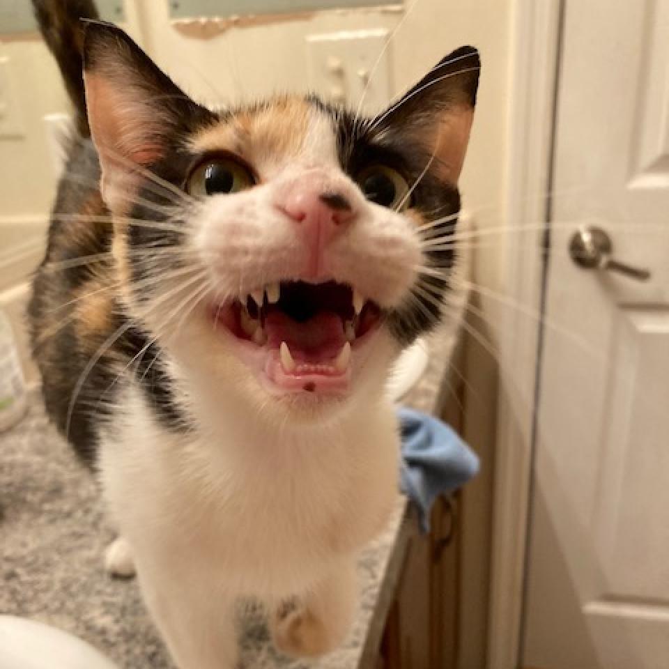 Koda 2025, a Adoptable Domestic Short Hair in Bensalem, PA image 3/5